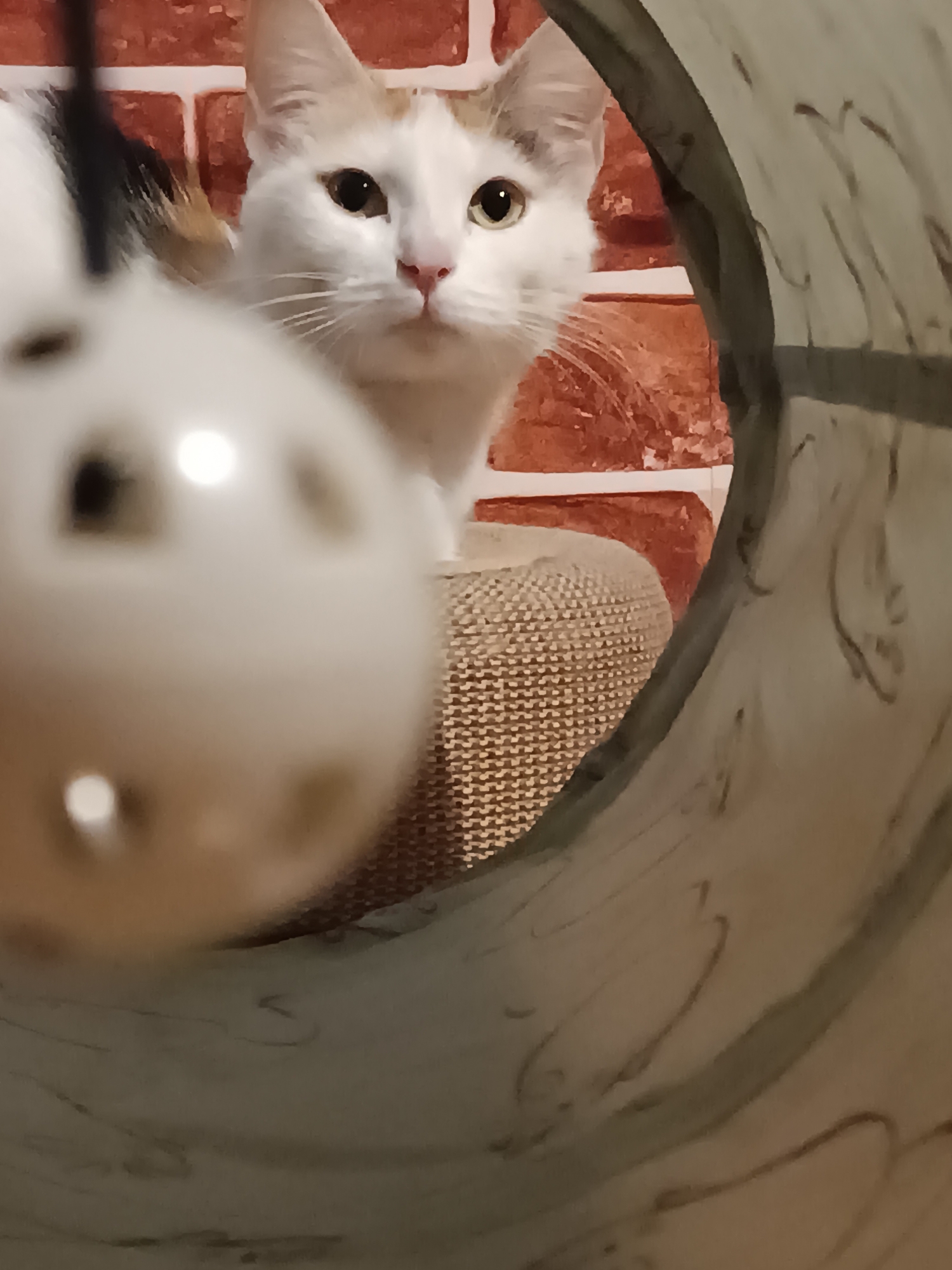Calico cat's evening routine captured in Viadana, Italy