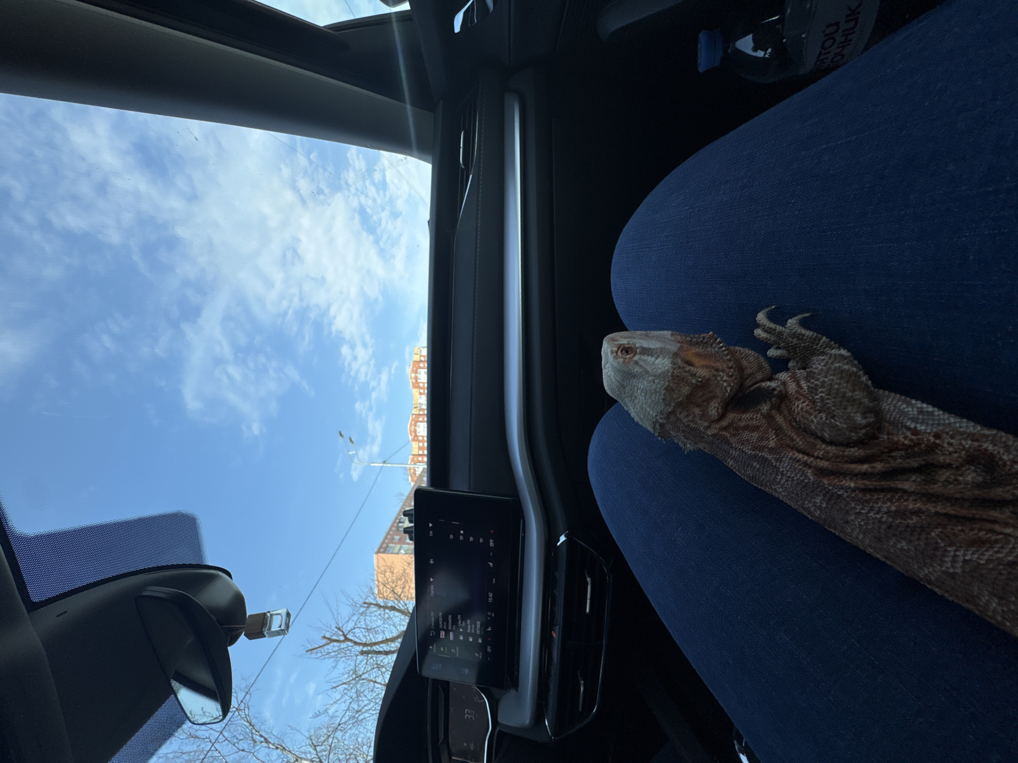 Bearded dragon travels as car passenger in Dmitrov