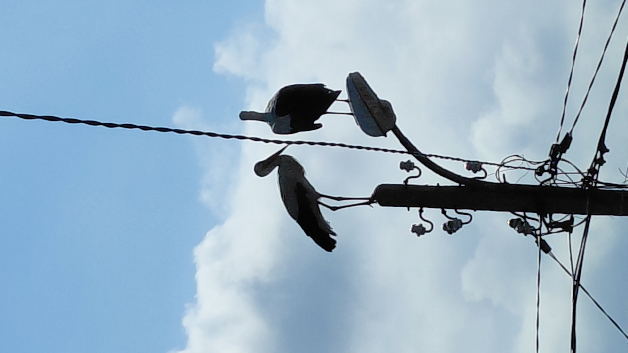 Large bird spotted on utility pole, possibly entangled