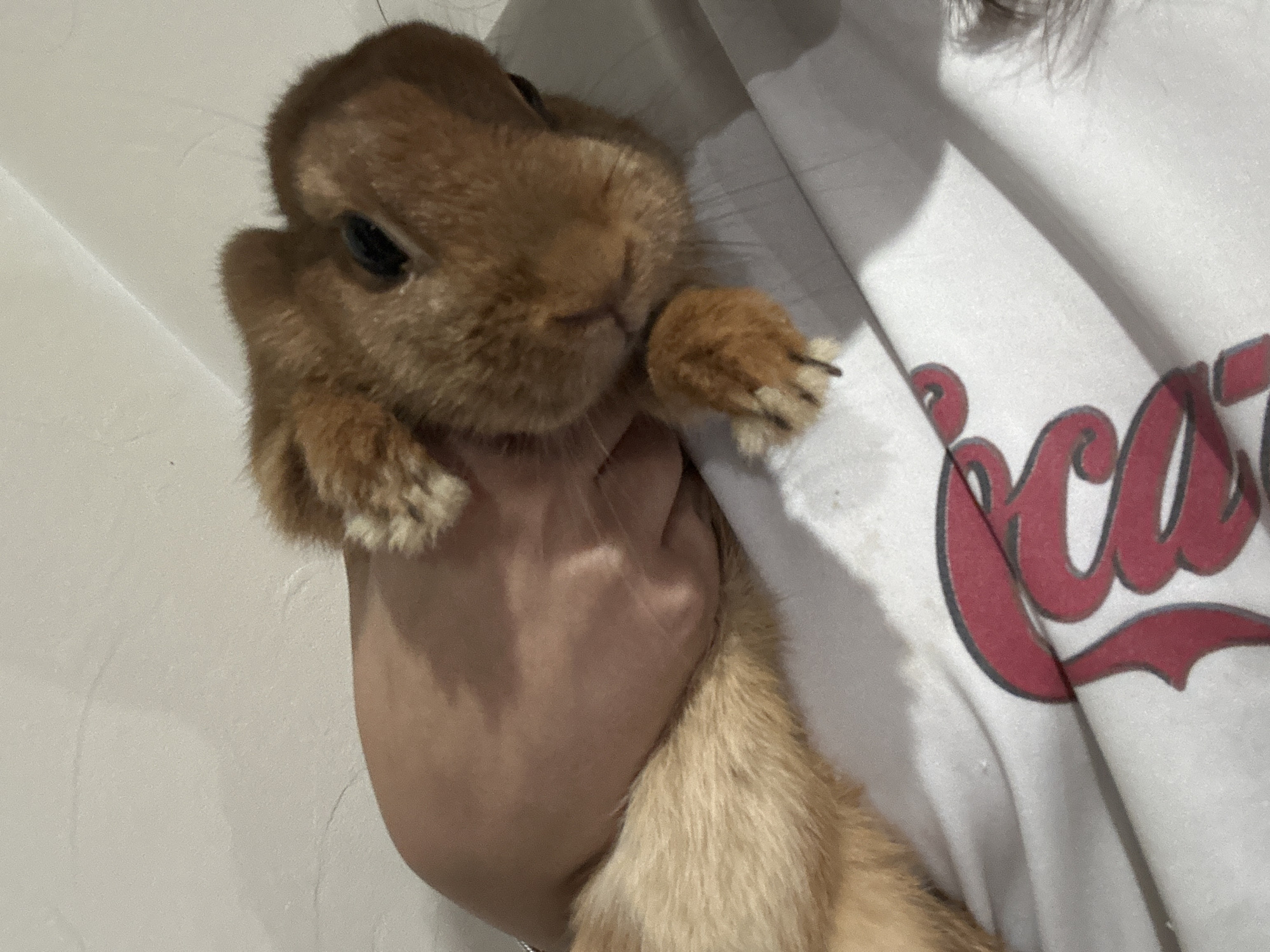 Person photographs small brown rabbit indoors during evening session