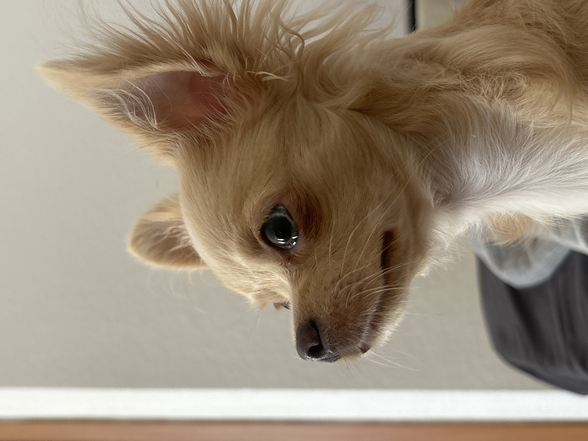 Chihuahua dog photographed from multiple angles in Yekaterinburg