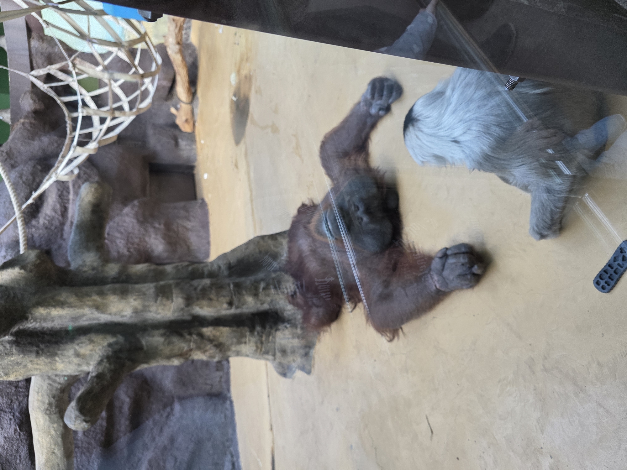 Zoo visit documented in Uspenskii, Russia with various animals