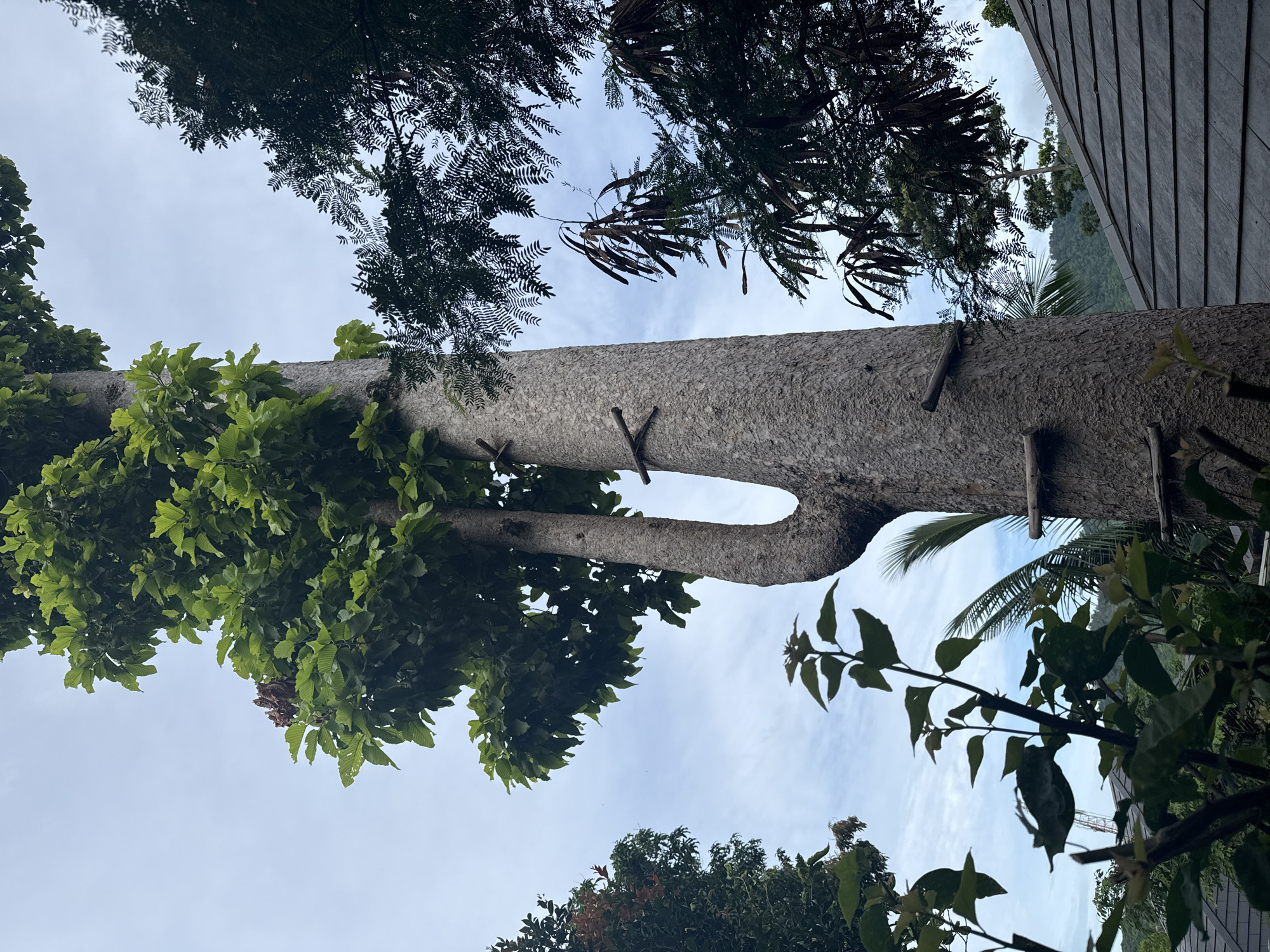Garden walkthrough documented in Baan Lamai, Thailand