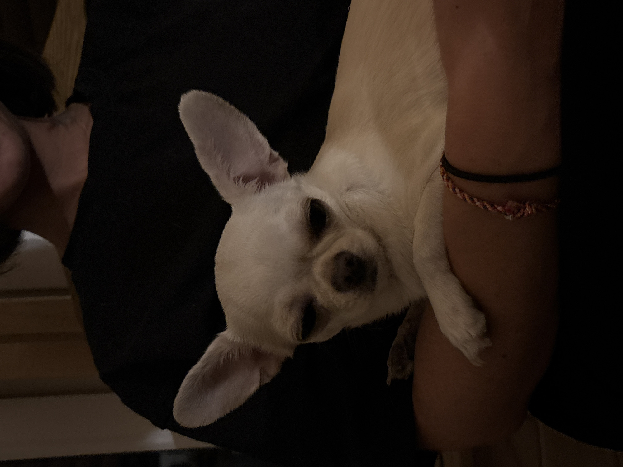 Woman tenderly pets sleepy Chihuahua indoors in Emel'yanovo, Russia