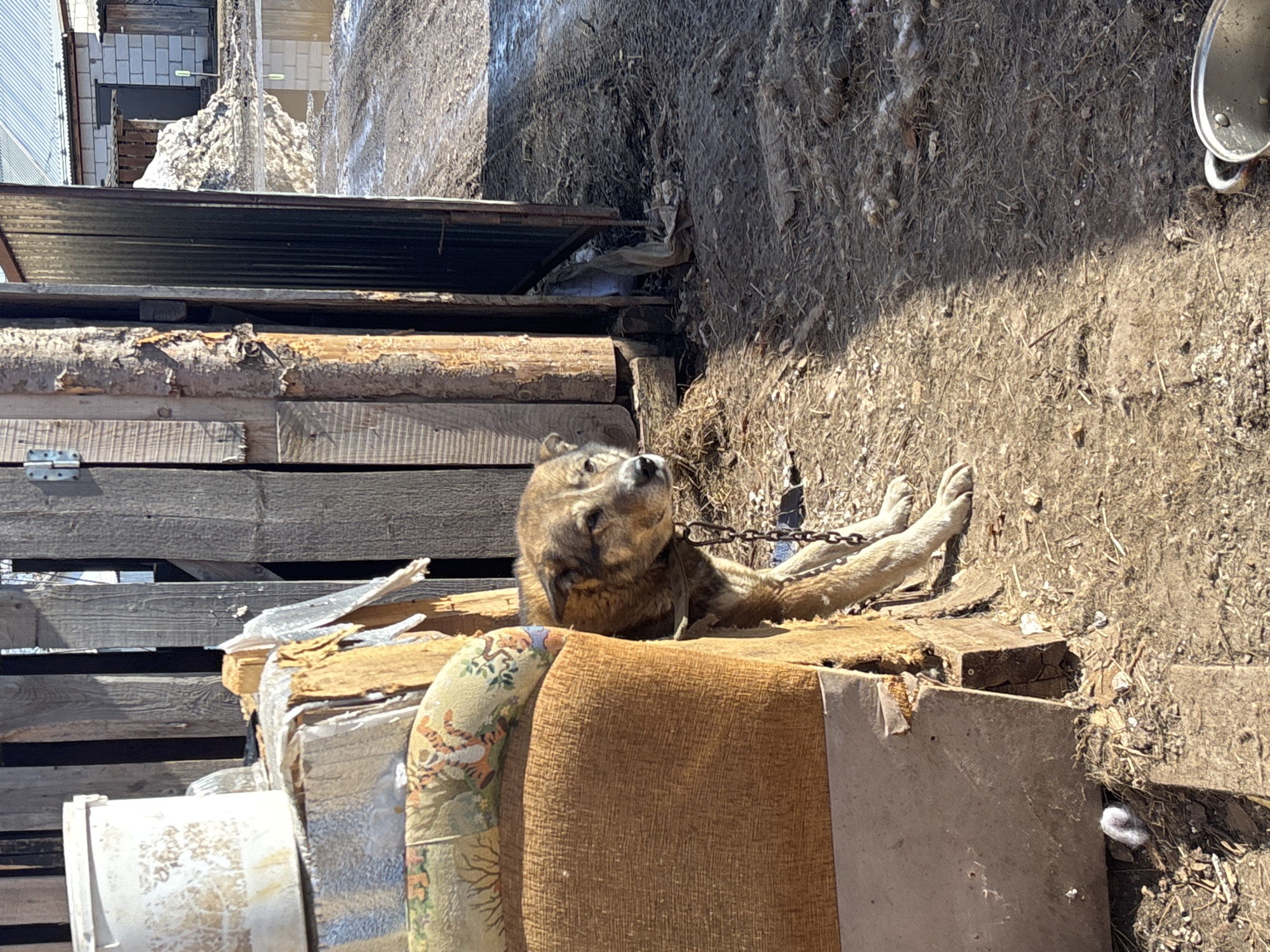 Cats spotted around residential areas in Osa, Russia