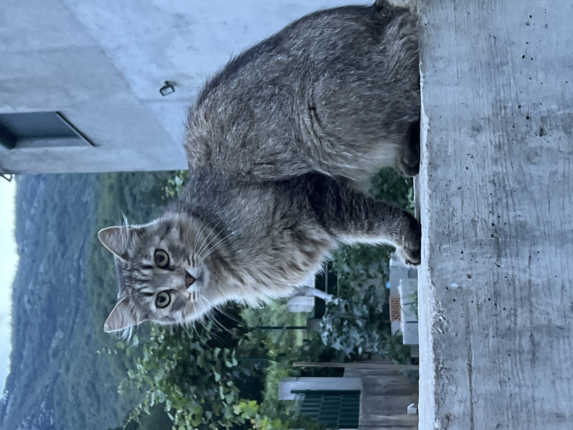 Grey tabby cat observed on concrete ledge in Montenegro