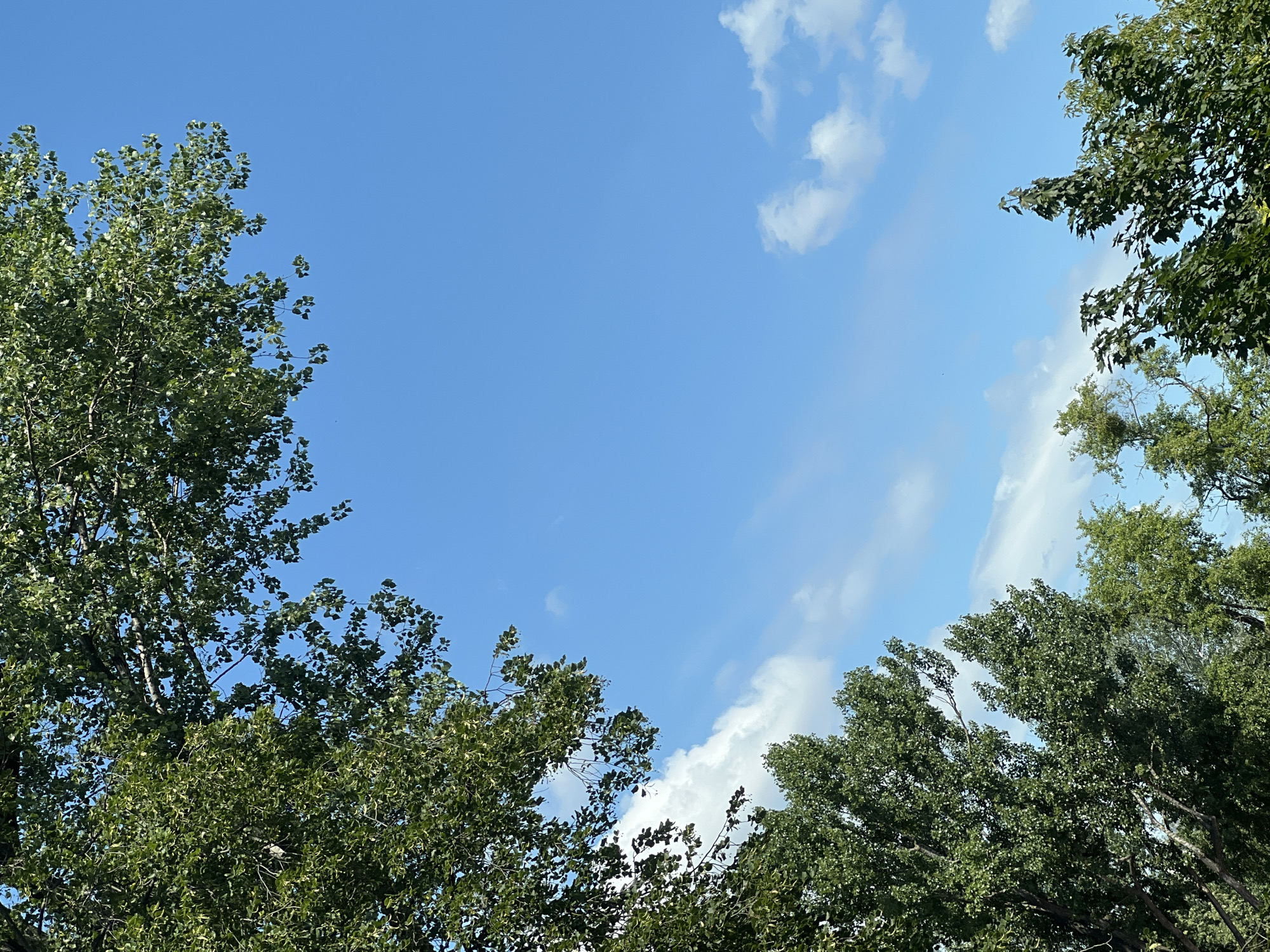 Clear summer sky over Warsaw, shot from below the canopy