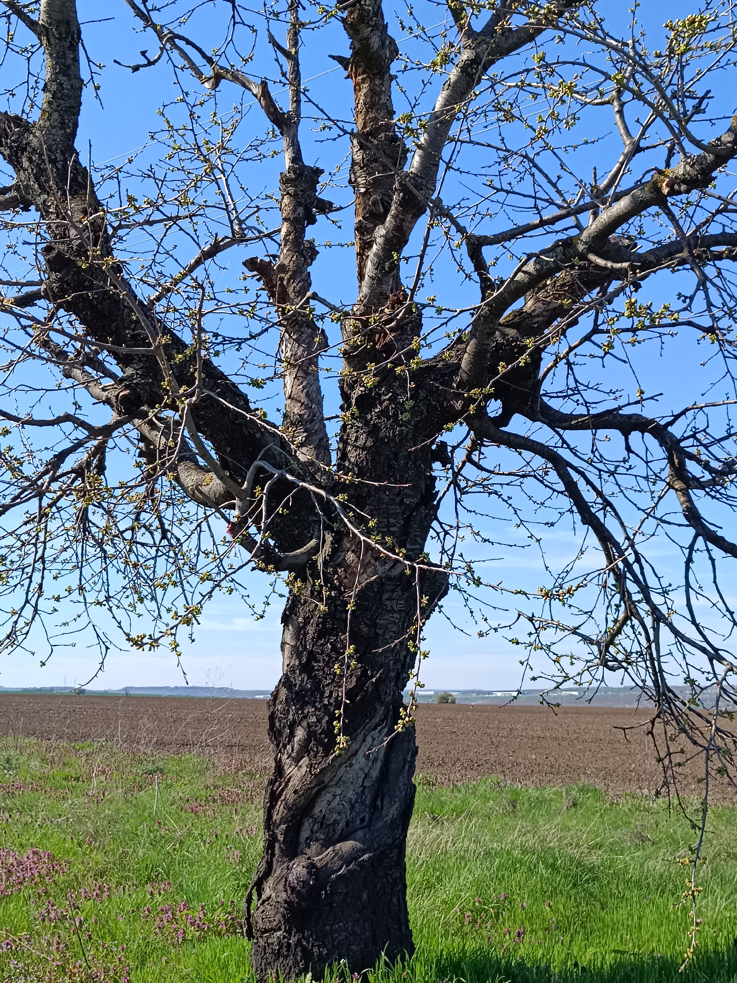 Spring tree observed in Bulgarian field near Vasil Drumev