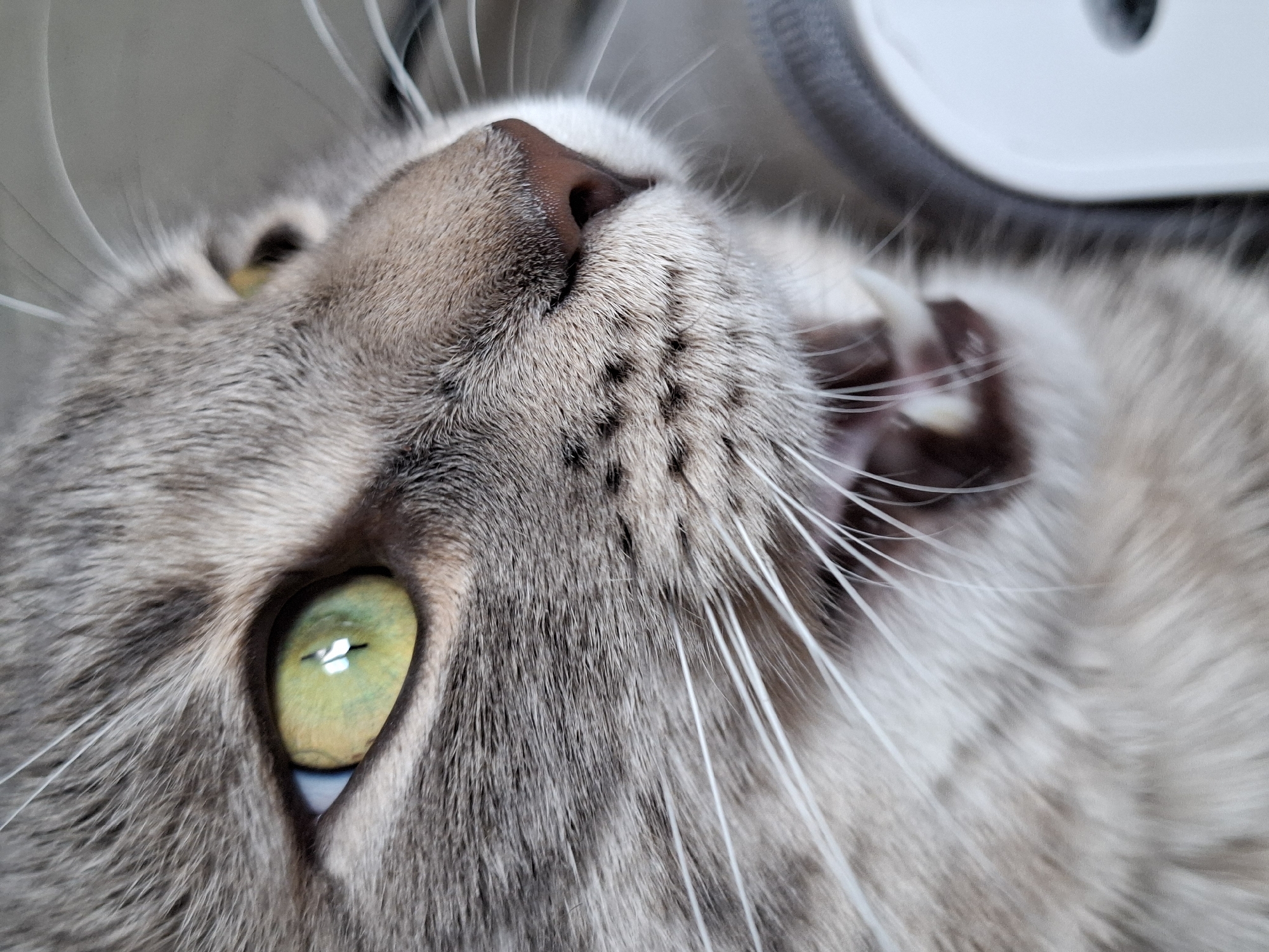 Gray tabby cat photographed in close-up shots in Novi Sad