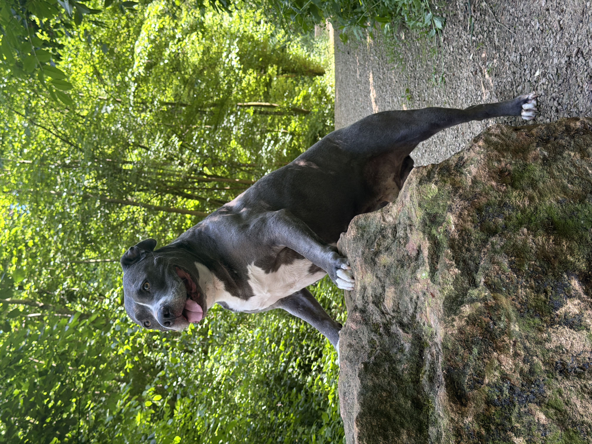Pit bull spotted during afternoon park visit in Luxembourg