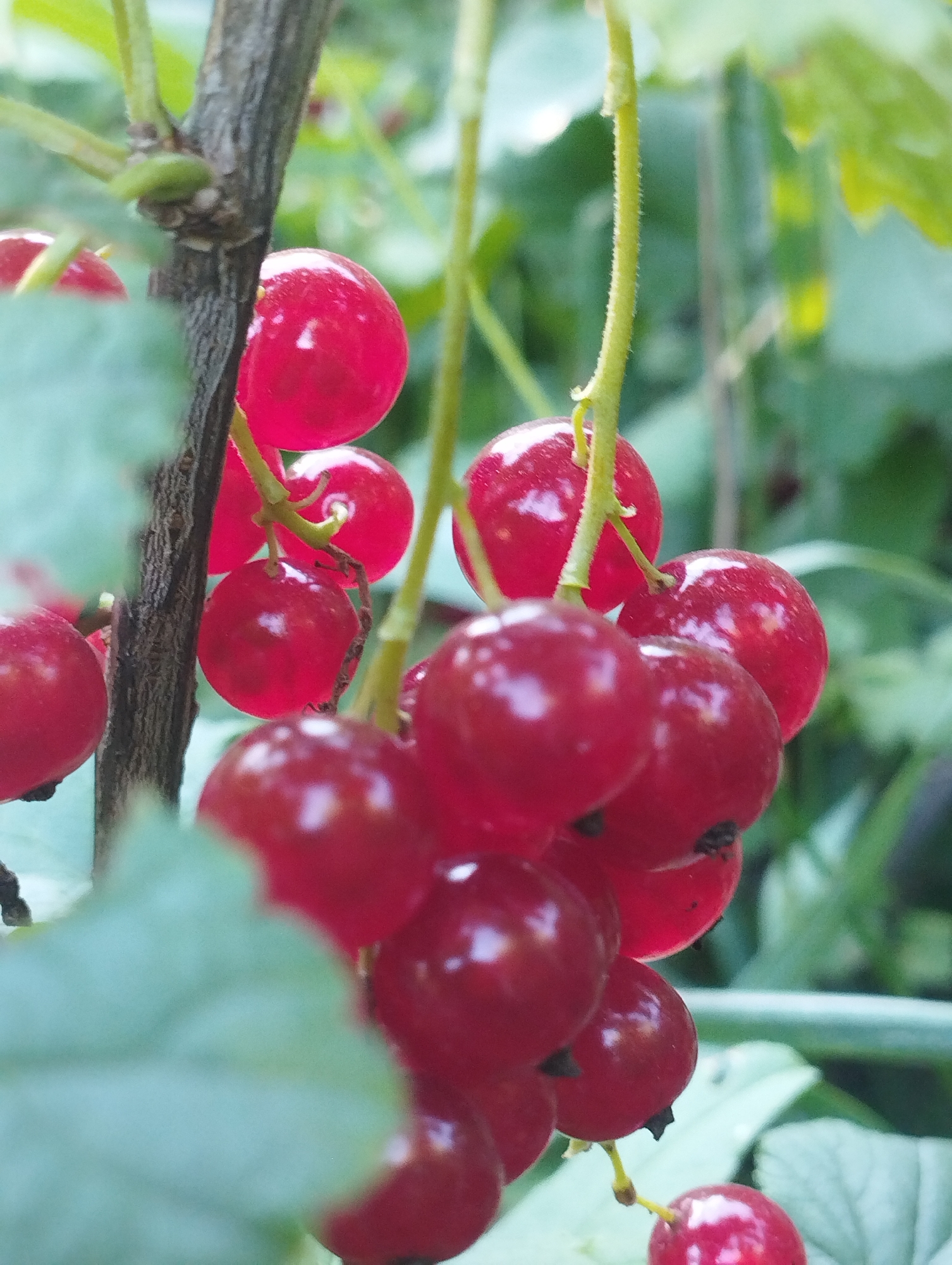 Red and black currants hanging ripe on the branch