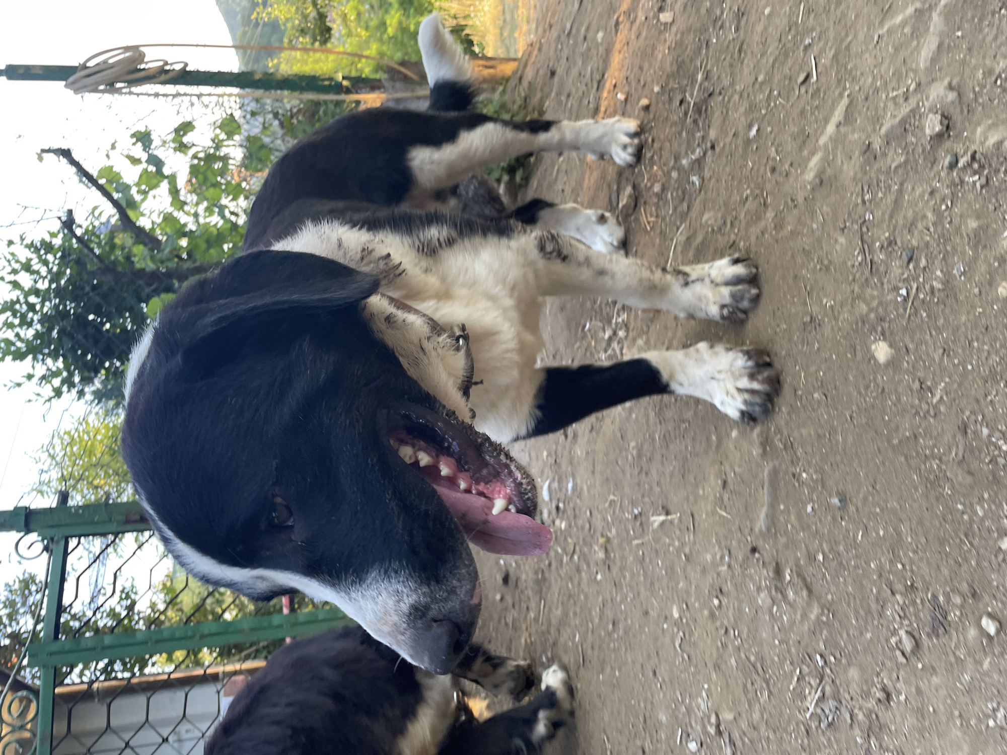 Dogs and a dusty-gold sunset in Zlatograd hills