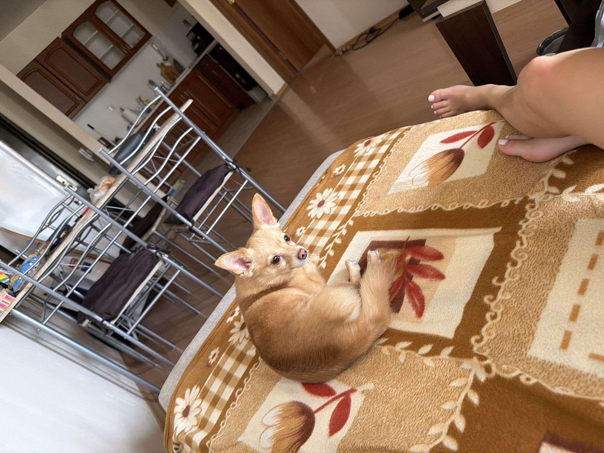 Woman and chihuahua share quiet afternoon moment on blanket