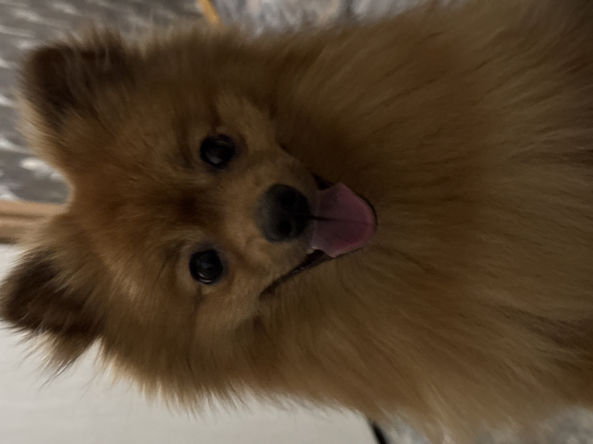 Pomeranian dog filmed in close-up on tiled floor in Khimki