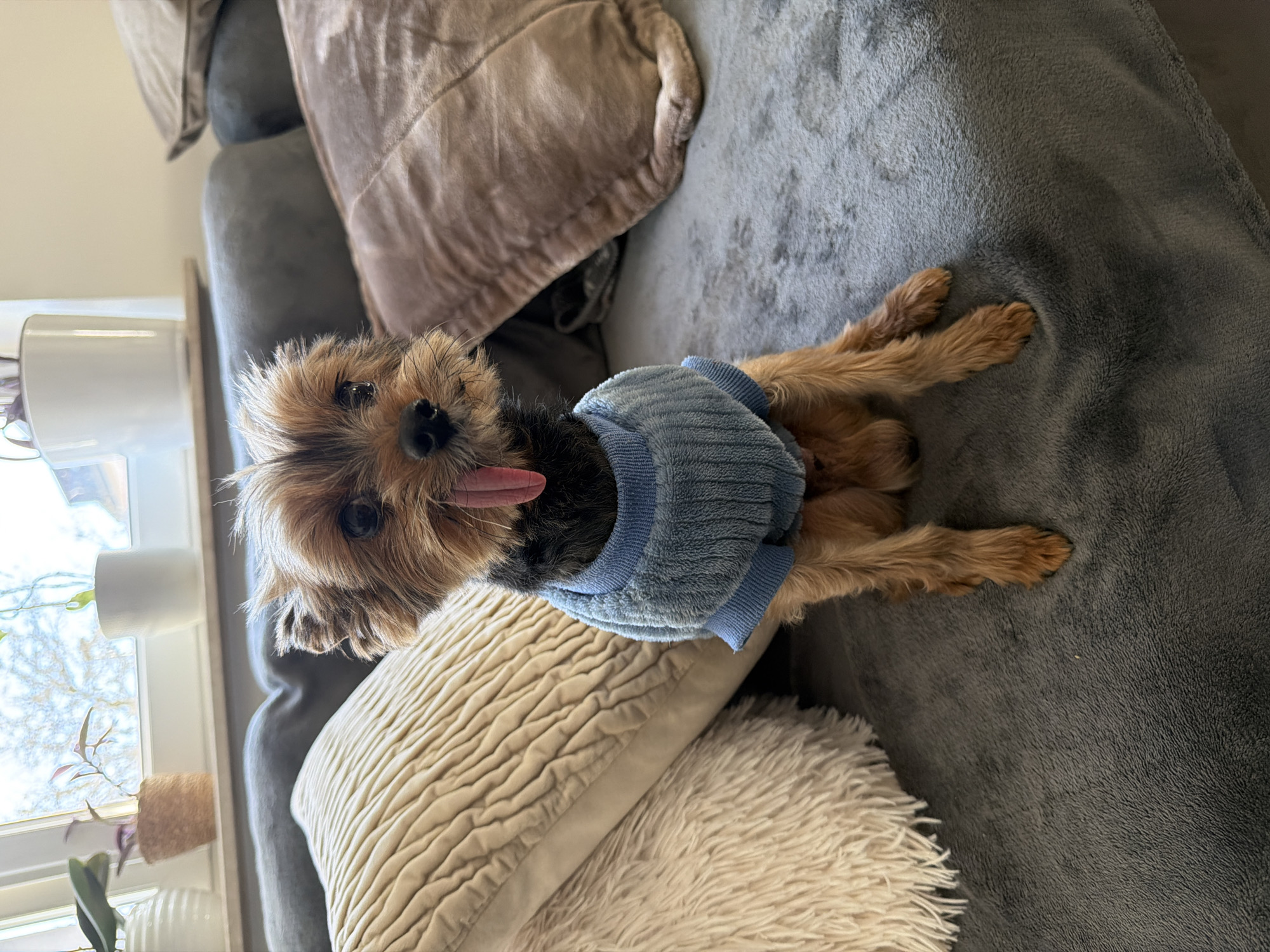 Yorkshire Terrier in blue sweater rests on couch in Luxembourg