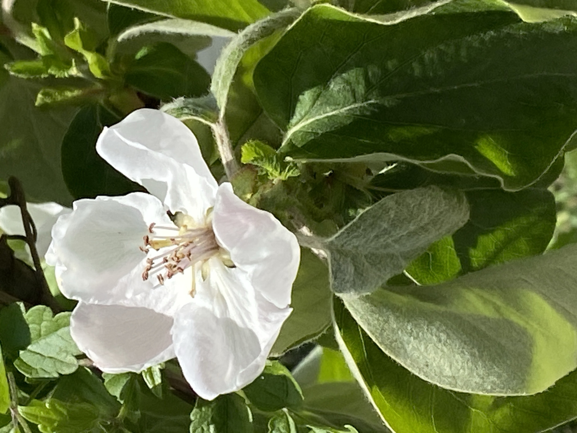 Spring flora documented across Montenegro locations in brief timespan