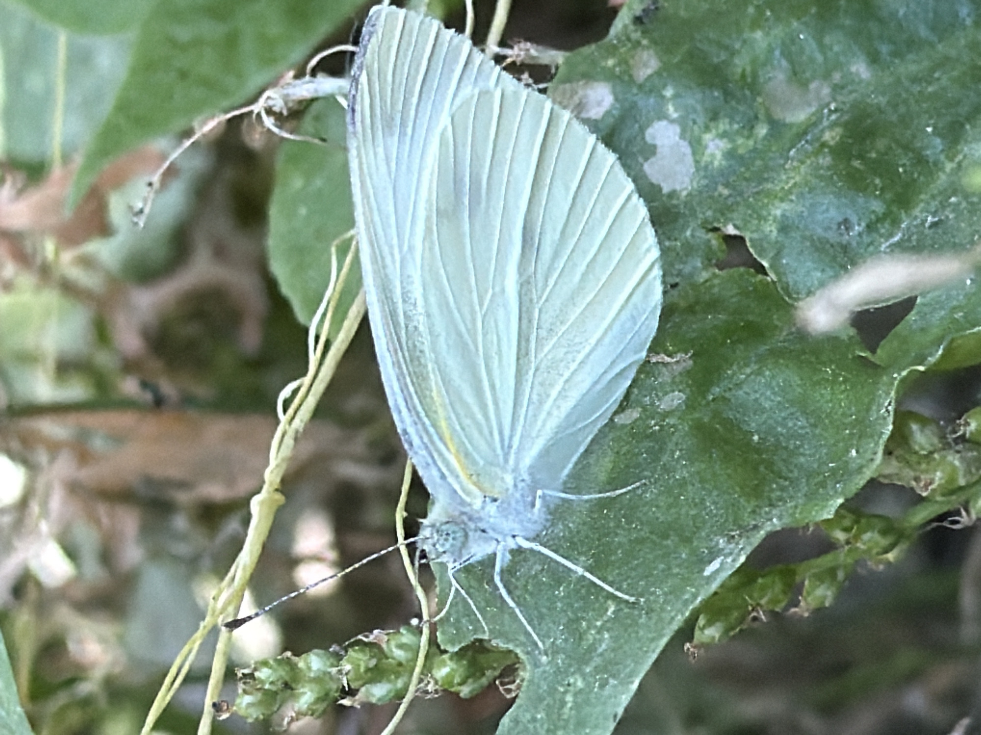 Butterflies, fruit, and flowers in a Samarkand garden