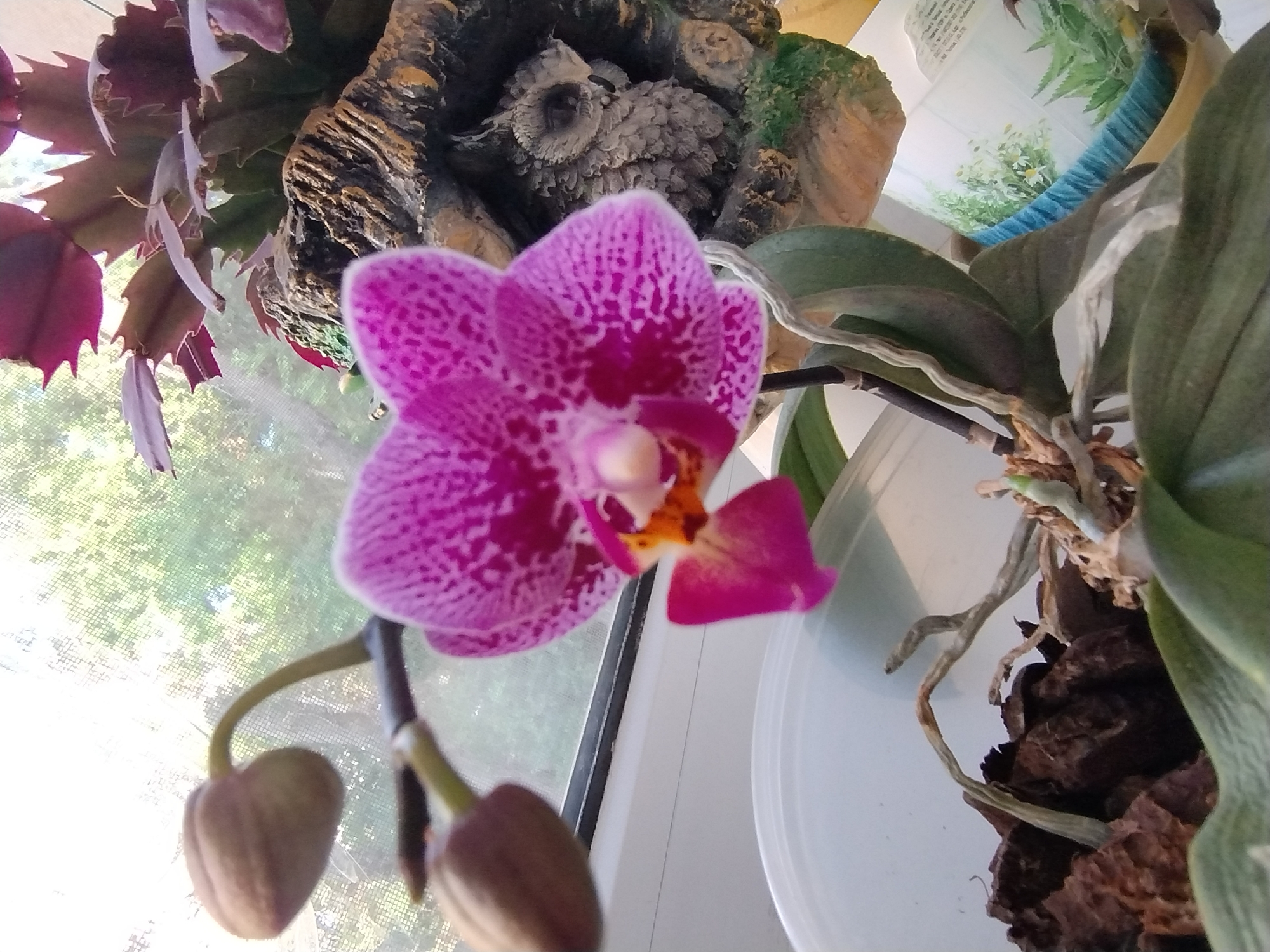 Close-up orchid collection, multiple varieties near a window