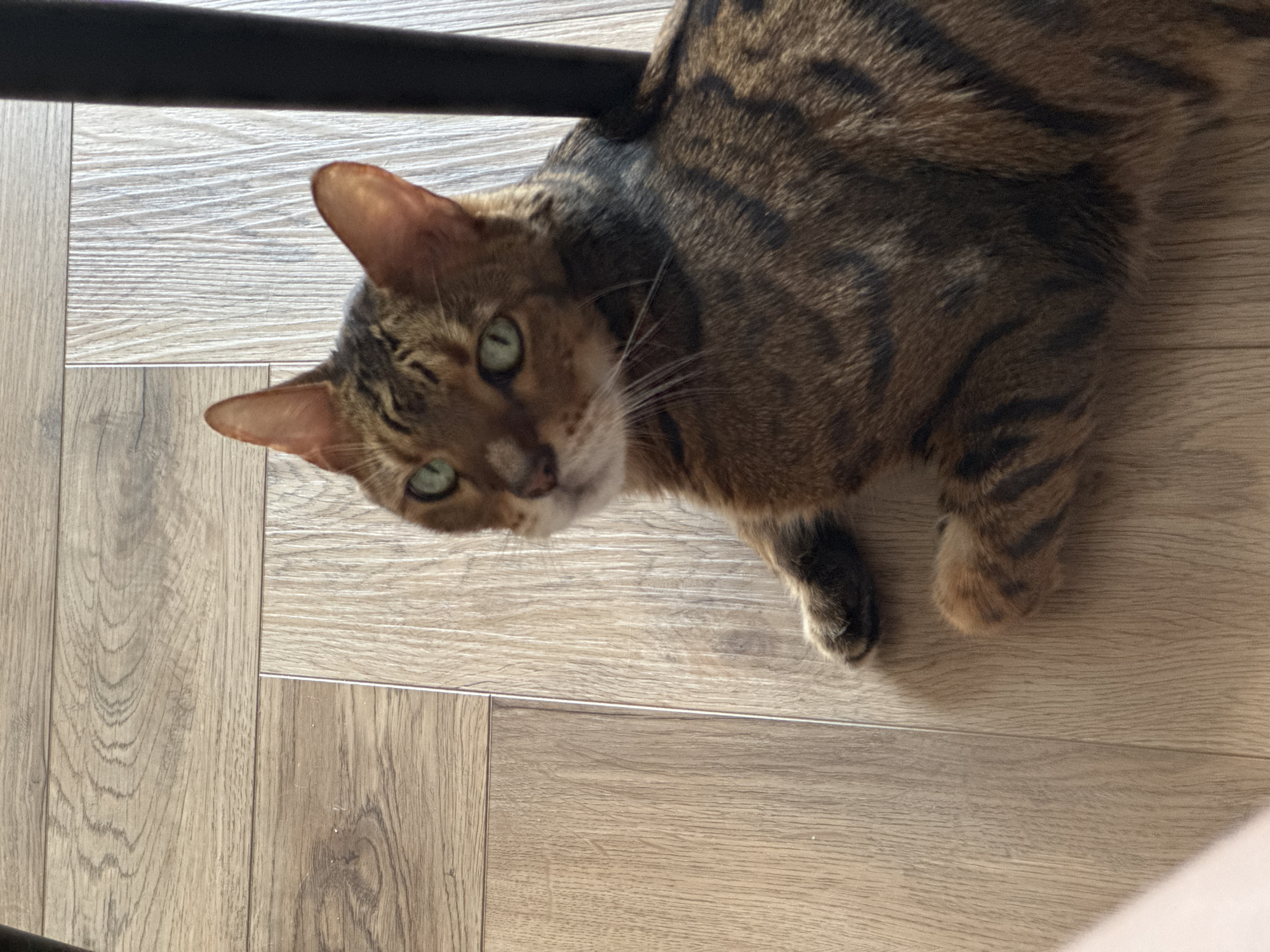 Bengal cat relaxing on a wood floor, getting petted