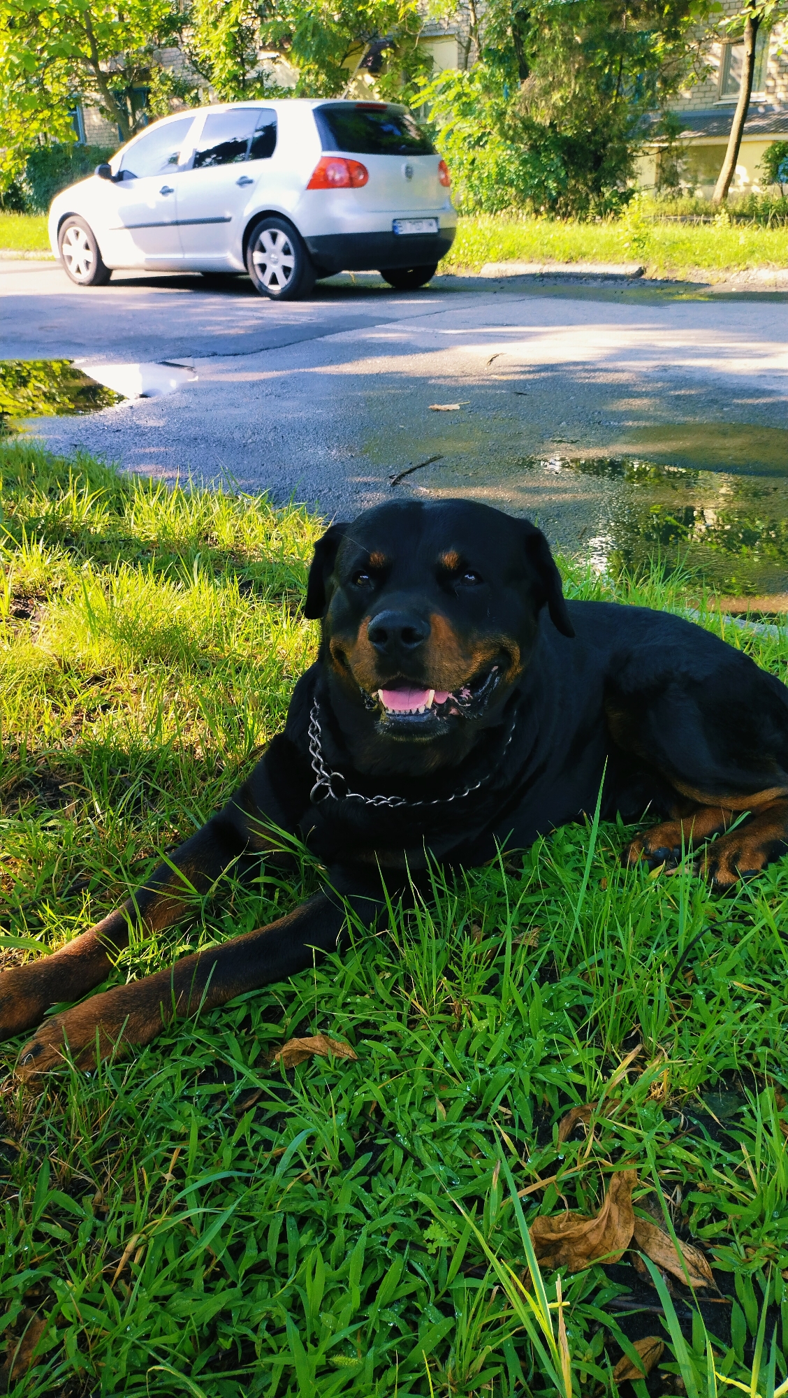 Summer morning in Horishni Plavni: plants, streets, and a resting dog