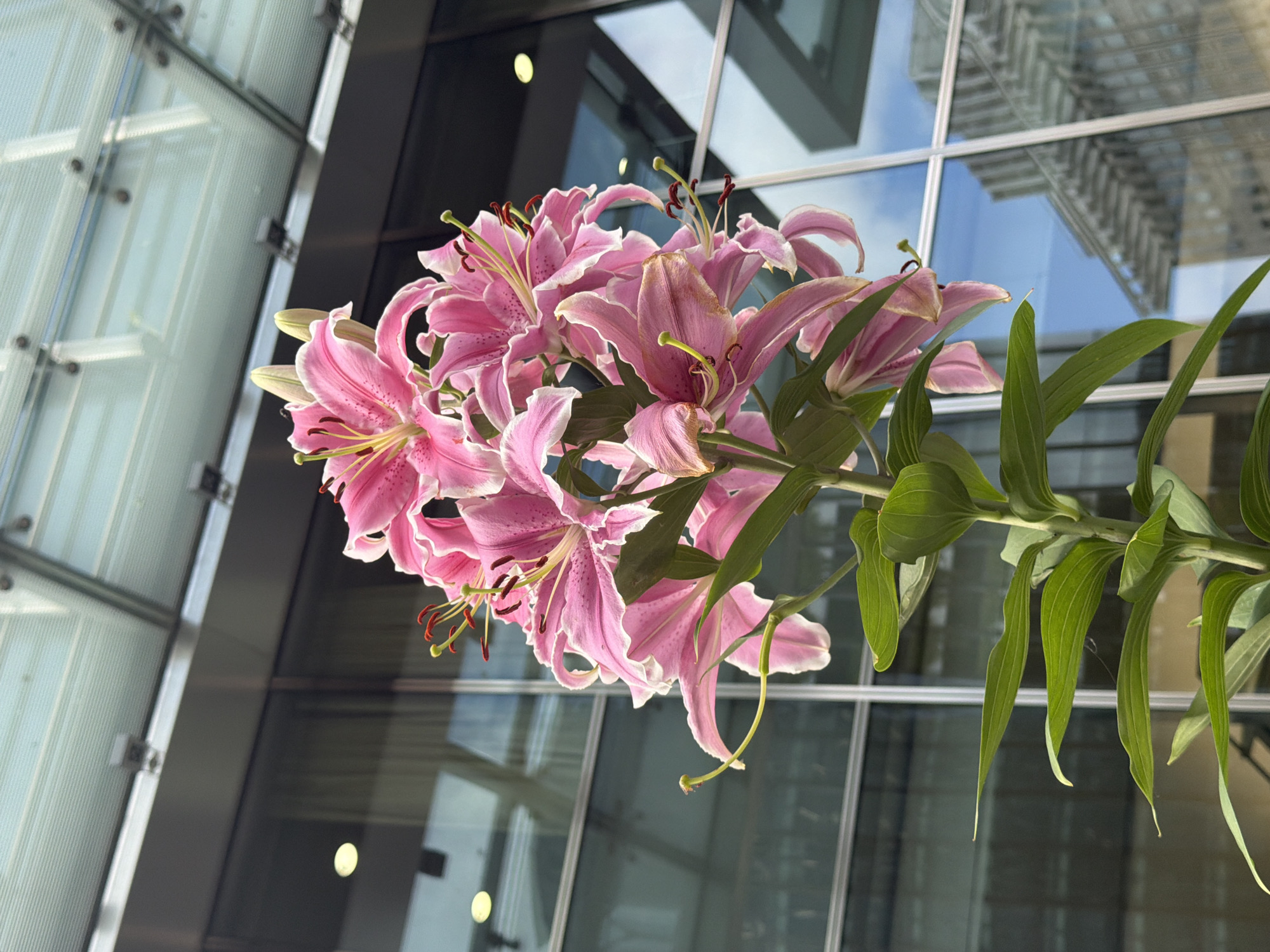 Pink lilies and glass towers in Canary Wharf