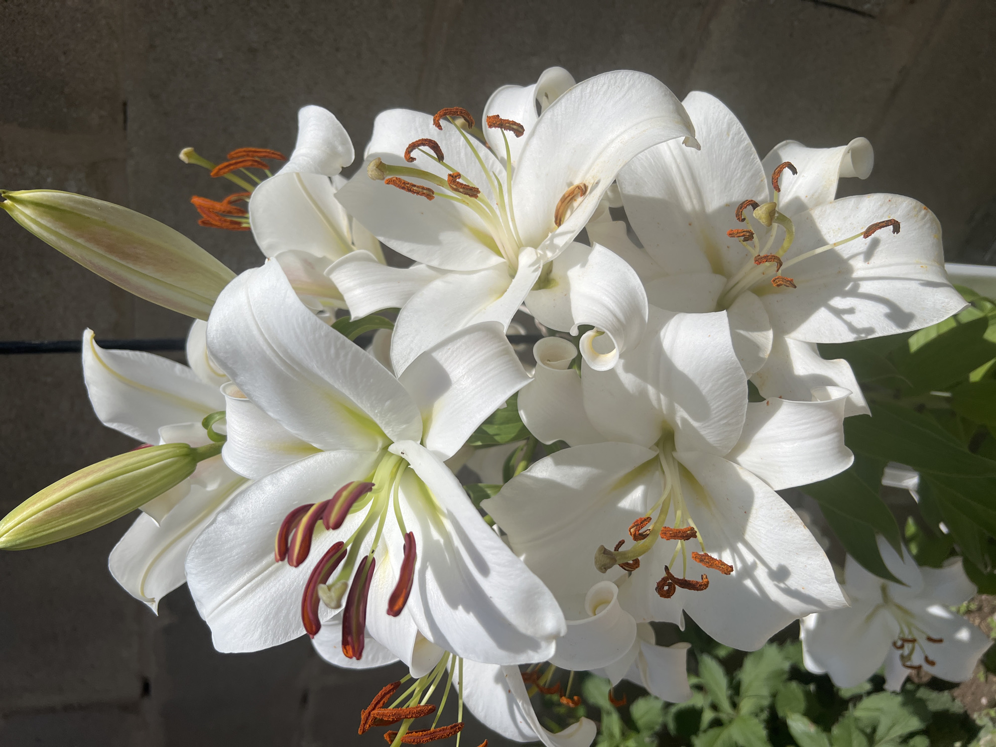 Close-up garden flowers photographed in Bosteri, Kyrgyzstan