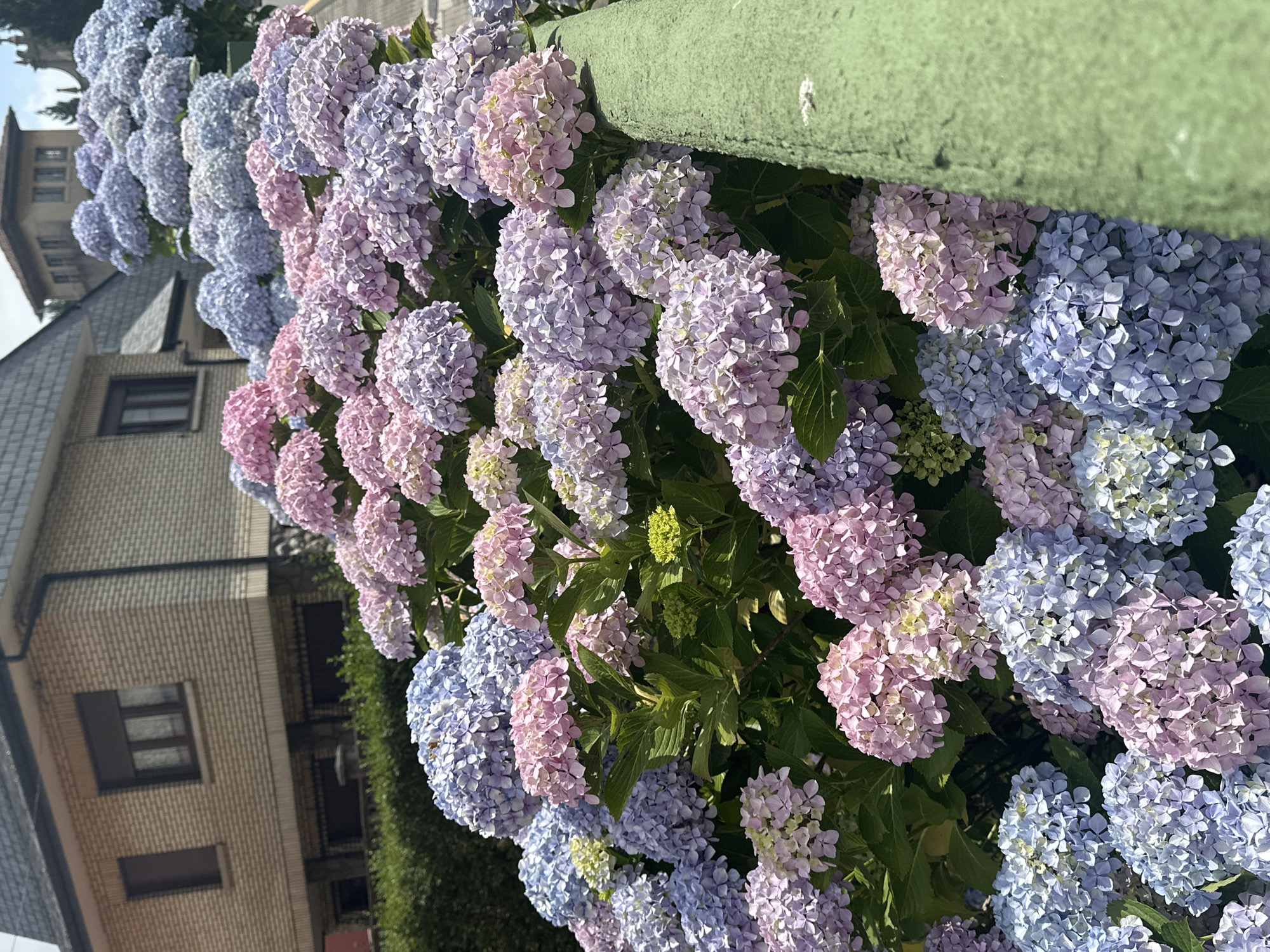 Hydrangeas in full bloom along a residential street in Oviedo