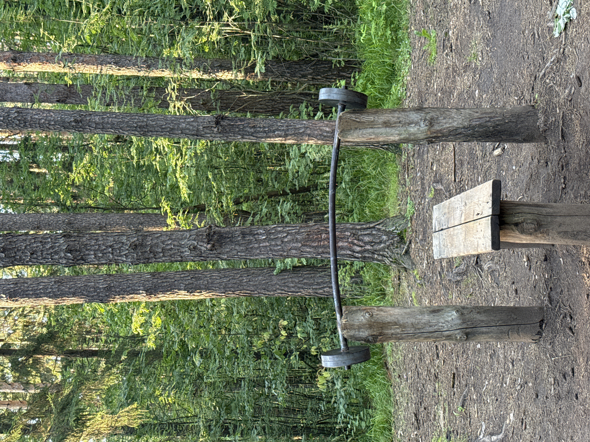 Outdoor forest fitness park buzzing with activity in Votkinsk