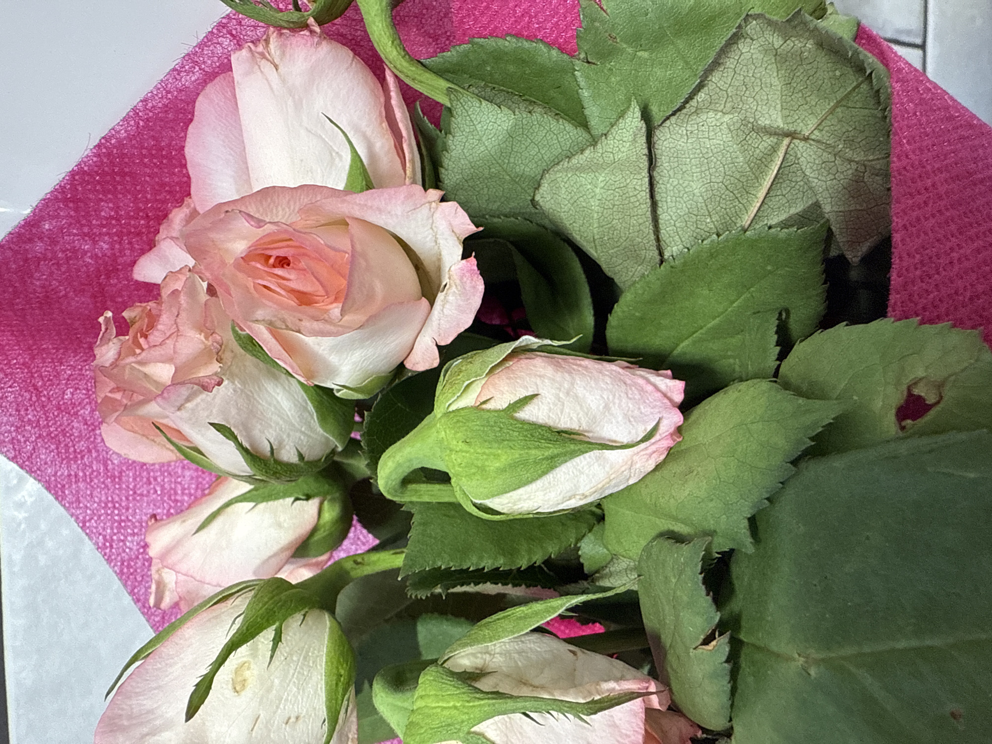 Person holds pink rose bouquet in early morning Sofia