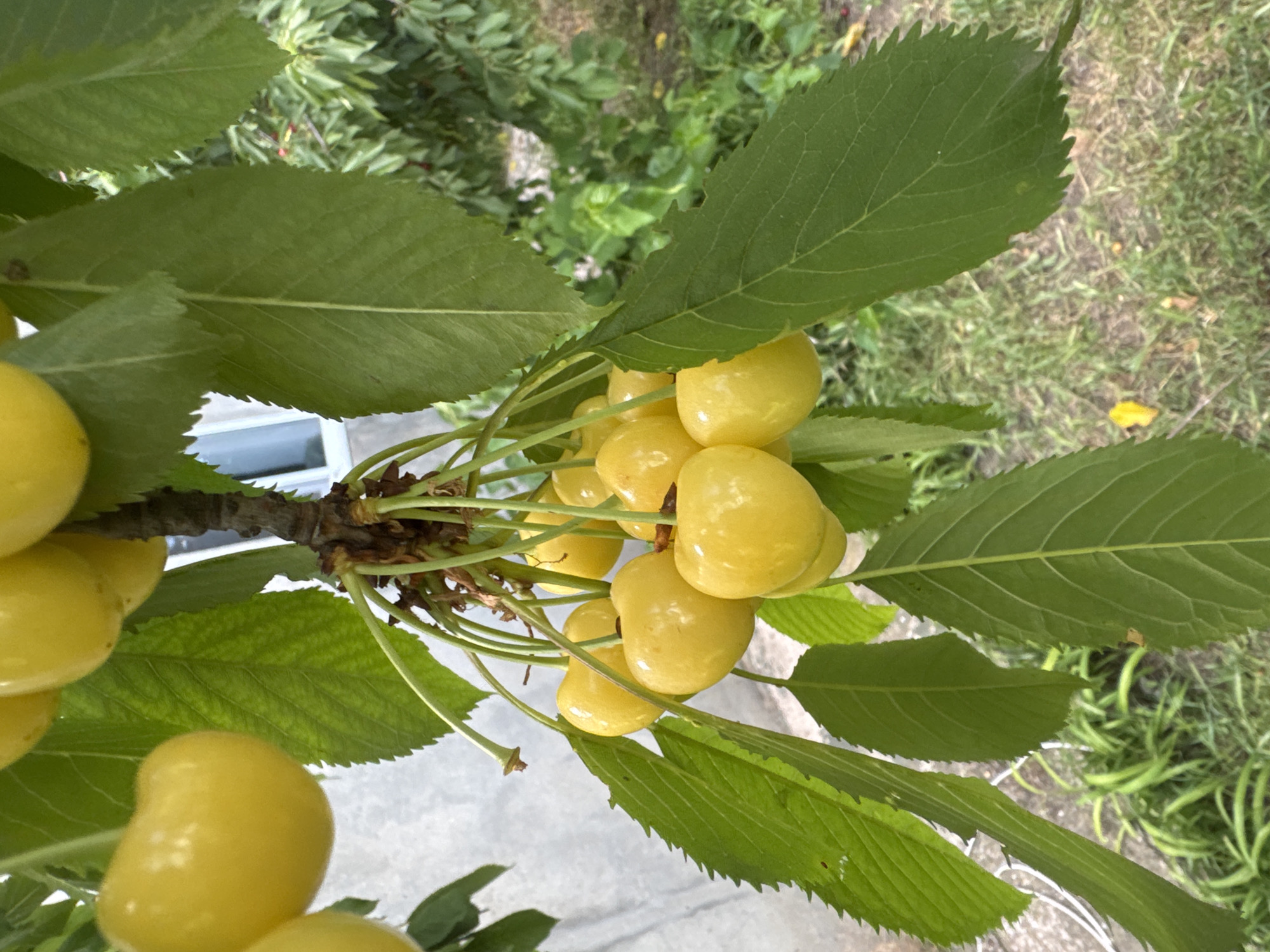 A summer afternoon snapshot of rural life in Bohunove, Ukraine.