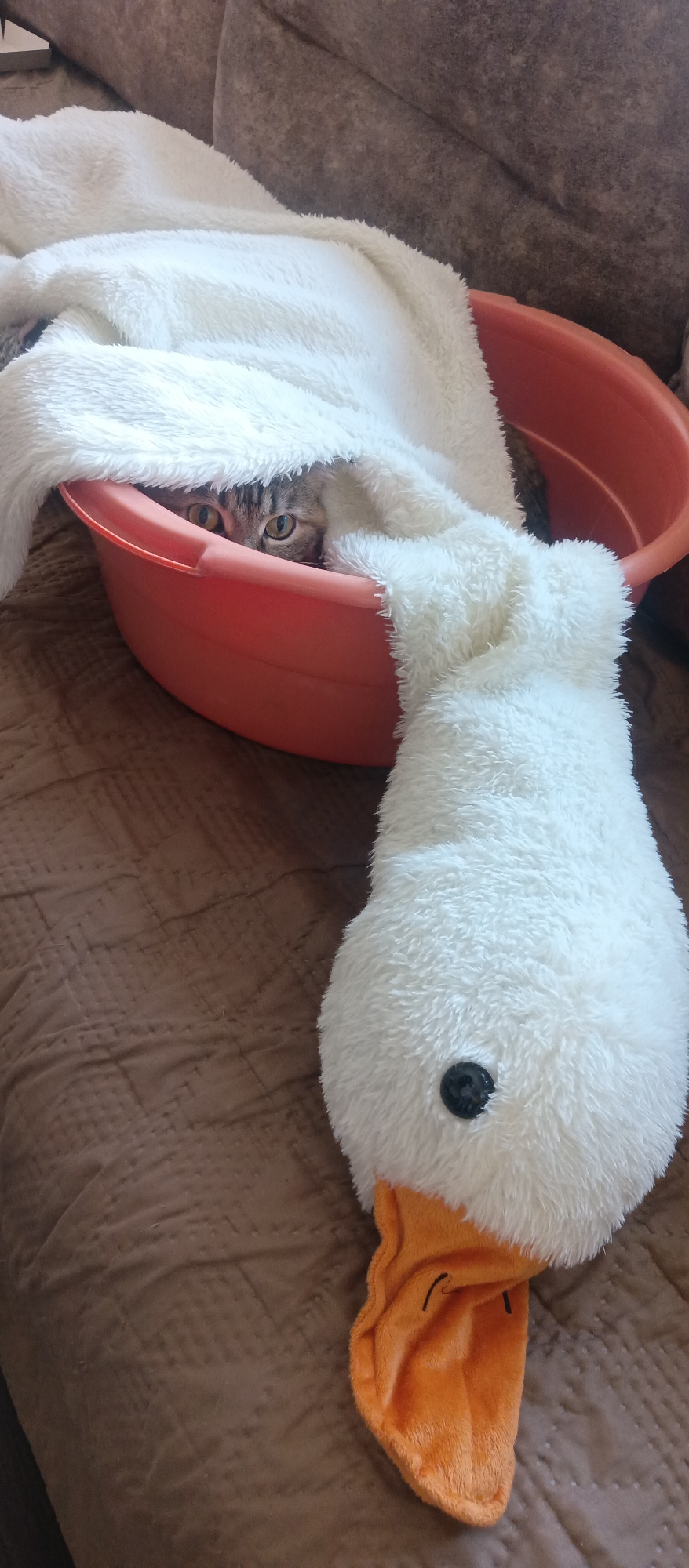 Domestic moments: hiding cat, sprouting onion, heart sunglasses documented