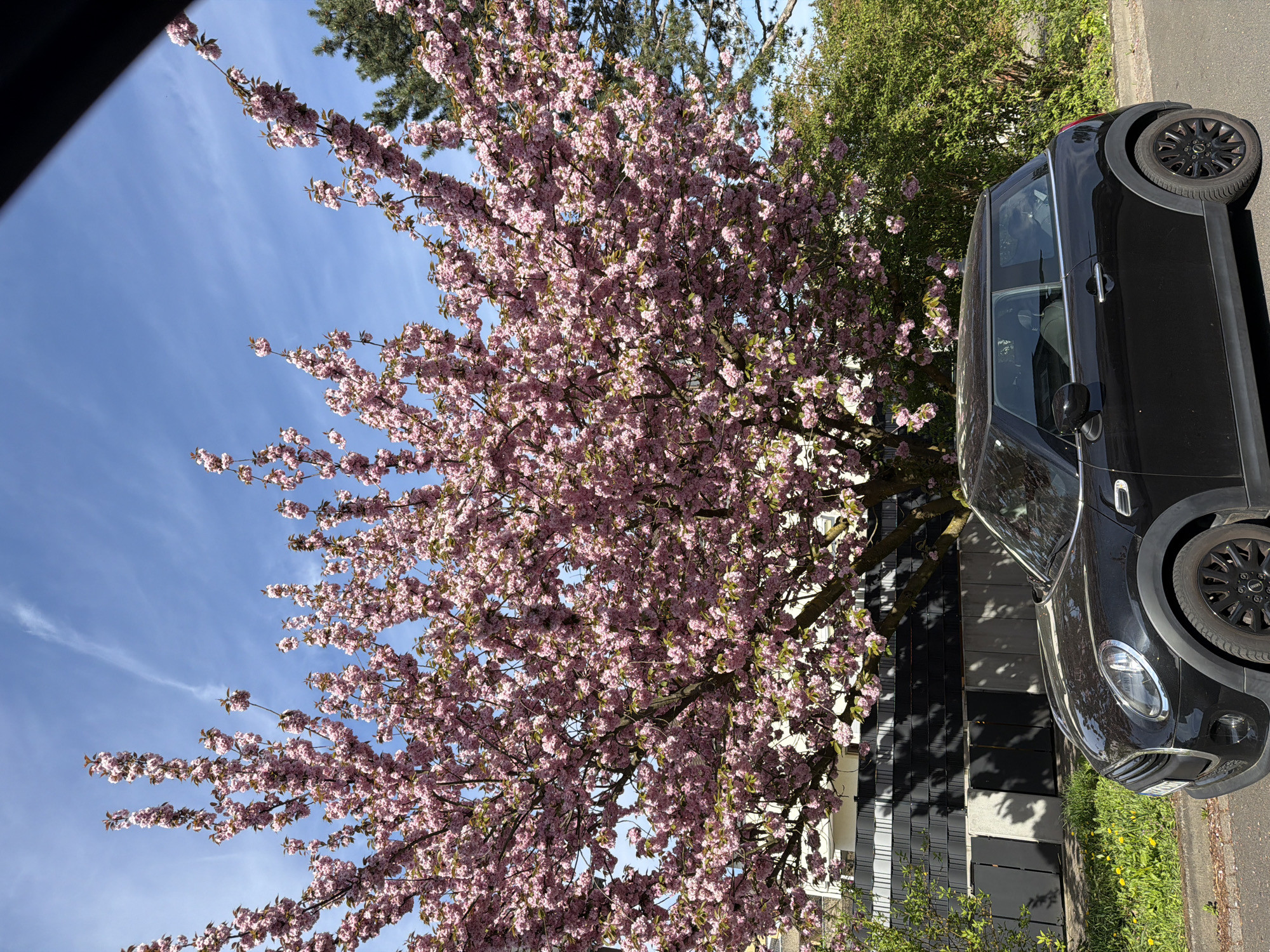 Black Mini Cooper parked near blooming tree in Maintal