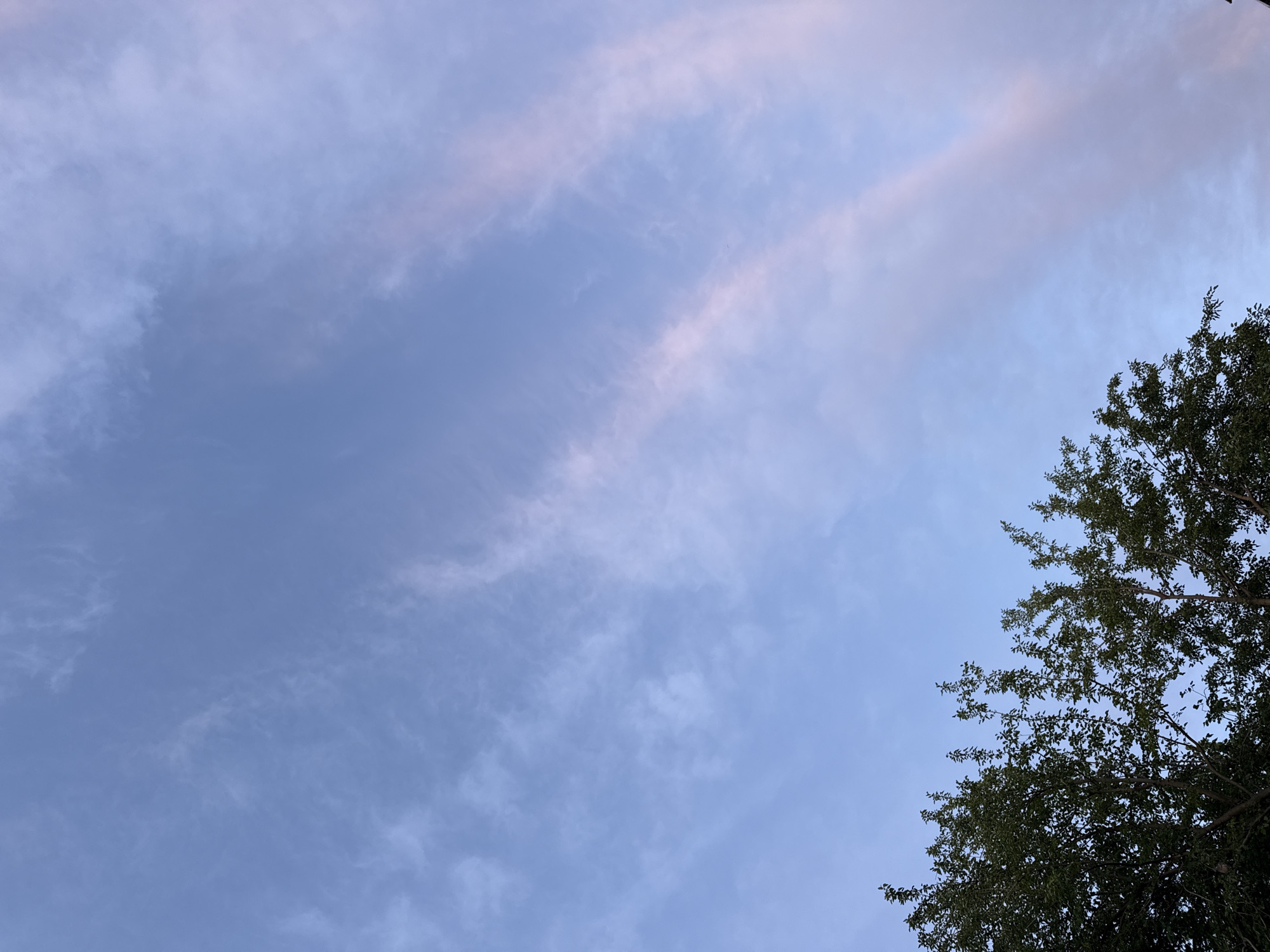 Twilight sky and evergreen shrub in Vidin, Bulgaria