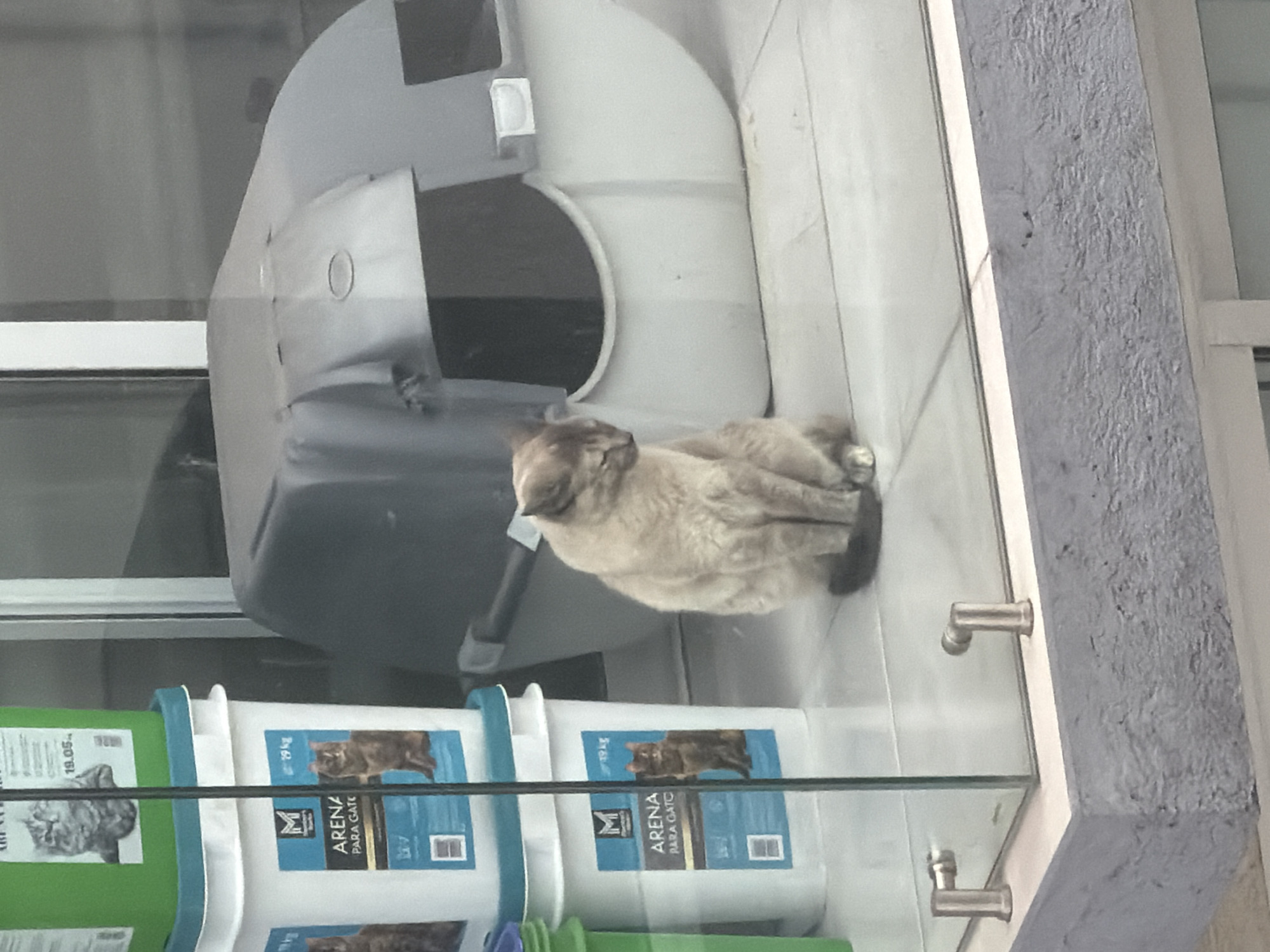 Cat rests in pet store window, San Andrés Cholula