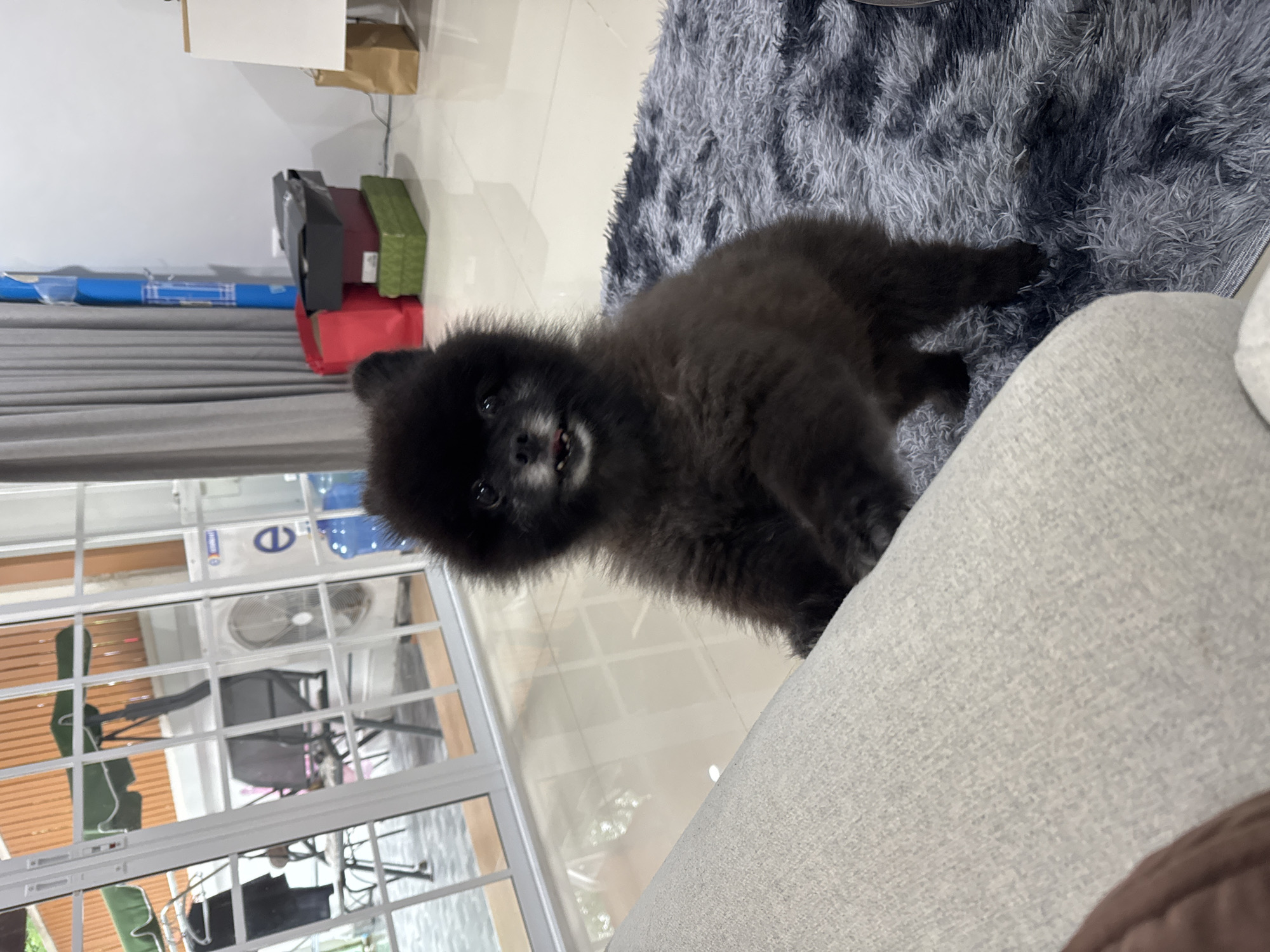 Black Pomeranian lobbies hard for sofa access in Kathu home
