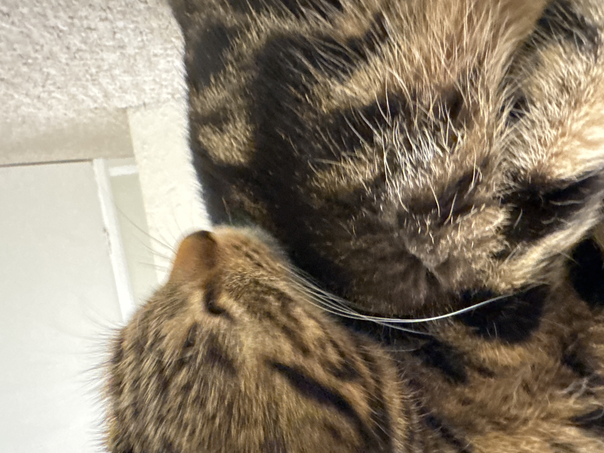 Two tabby cats observed grooming and resting in Desborough home