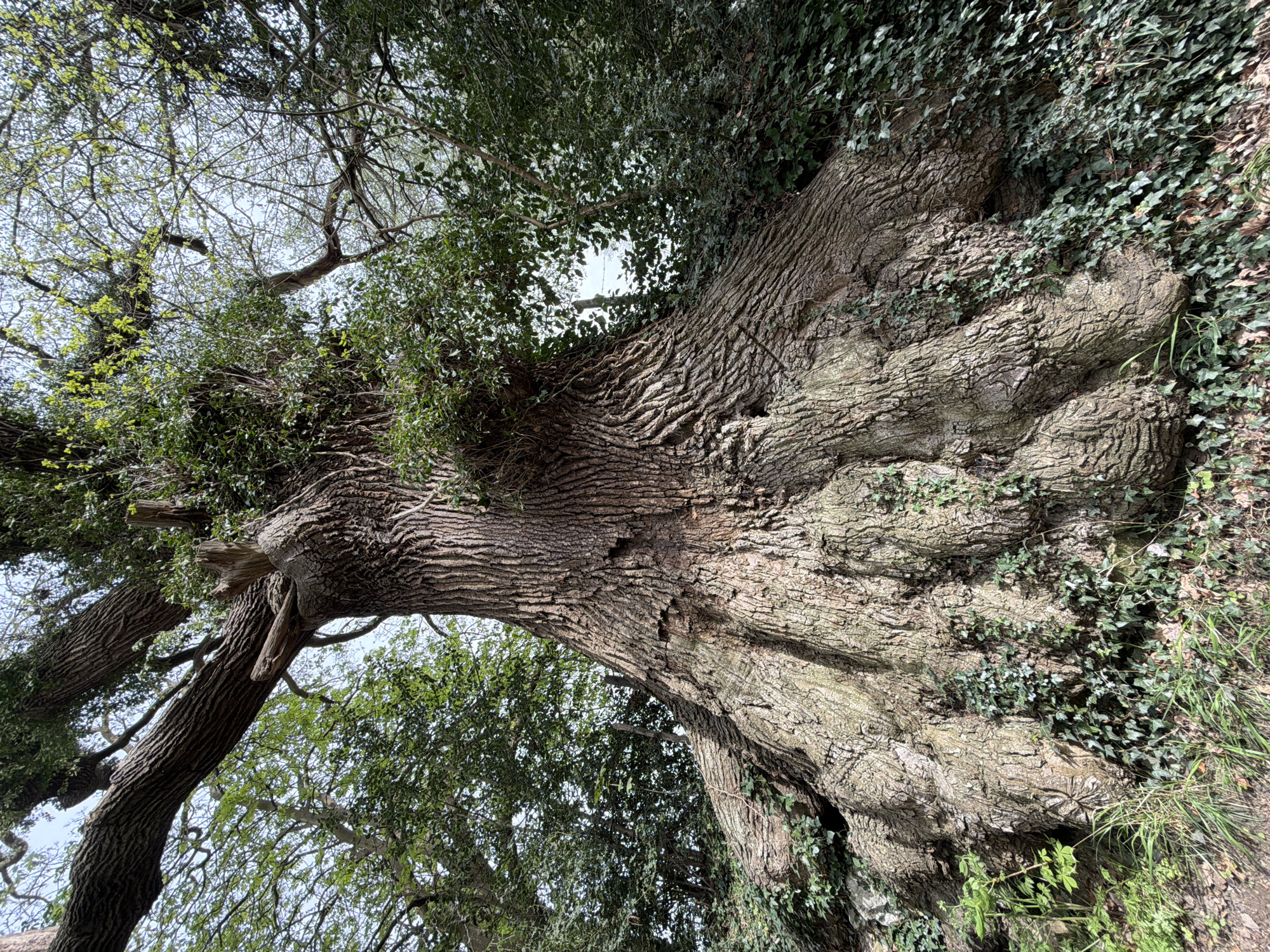 Tree and pathway documented in Maidstone park