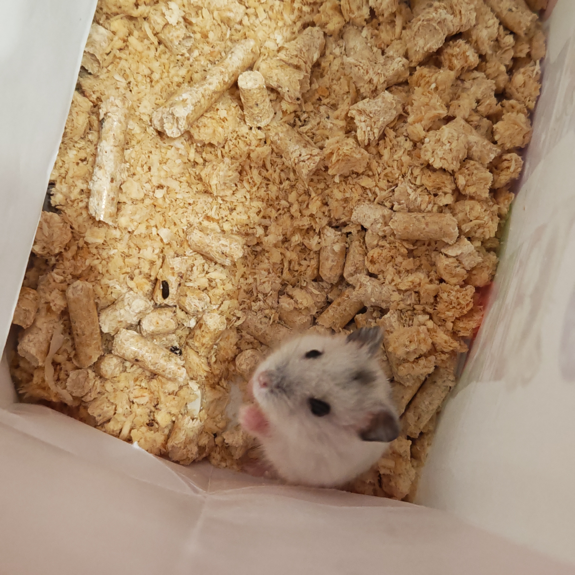 Pet hamster observed in enclosure in Rostov Veliky