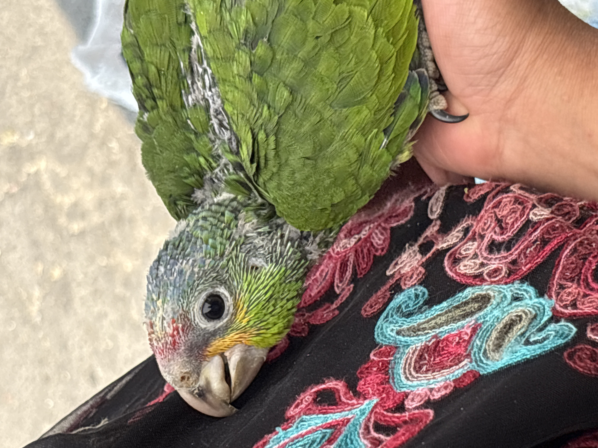 Various caged and uncaged birds documented in Puebla, Mexico