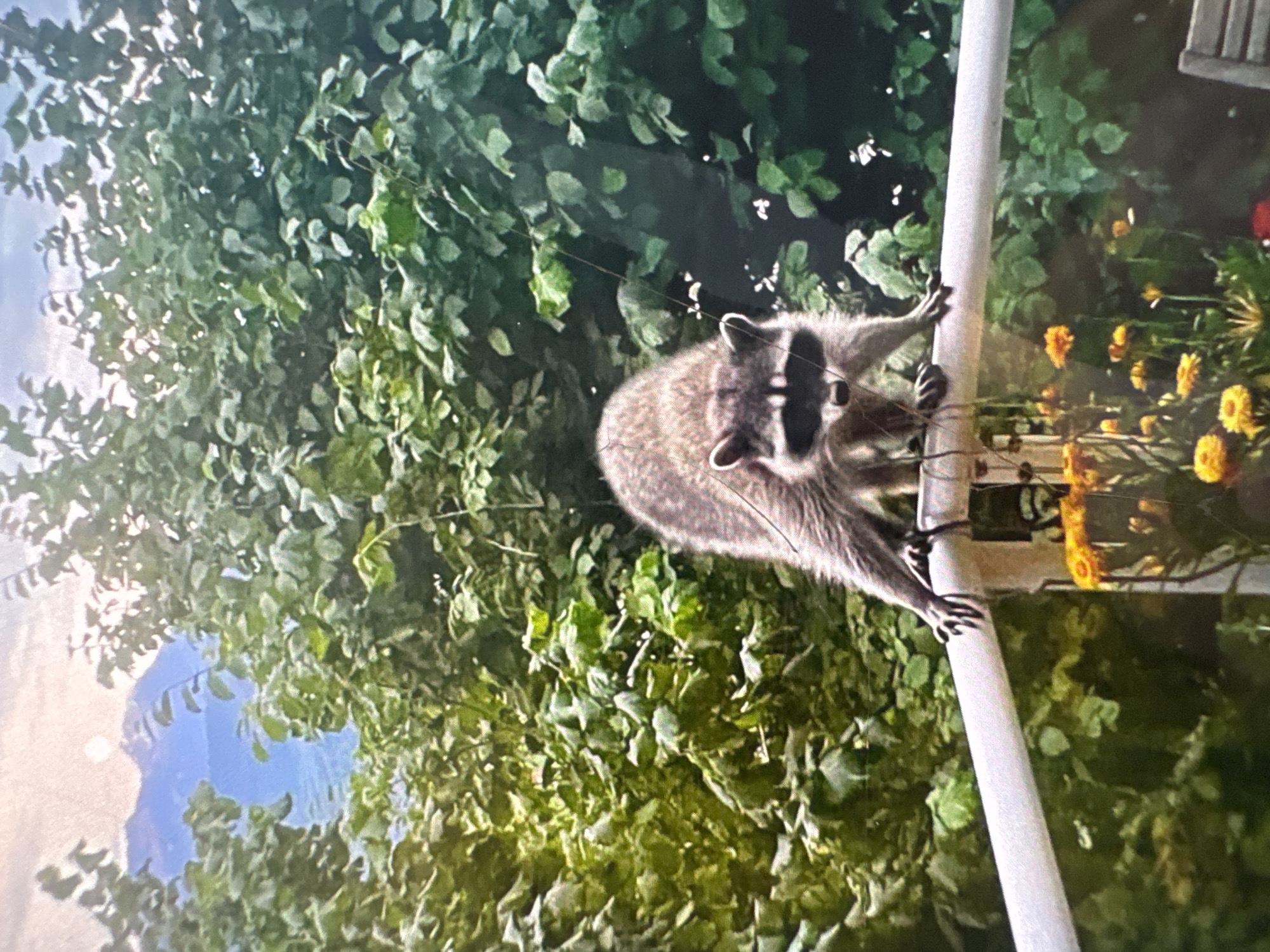 Raccoon on a white railing, Southern Gulf Islands