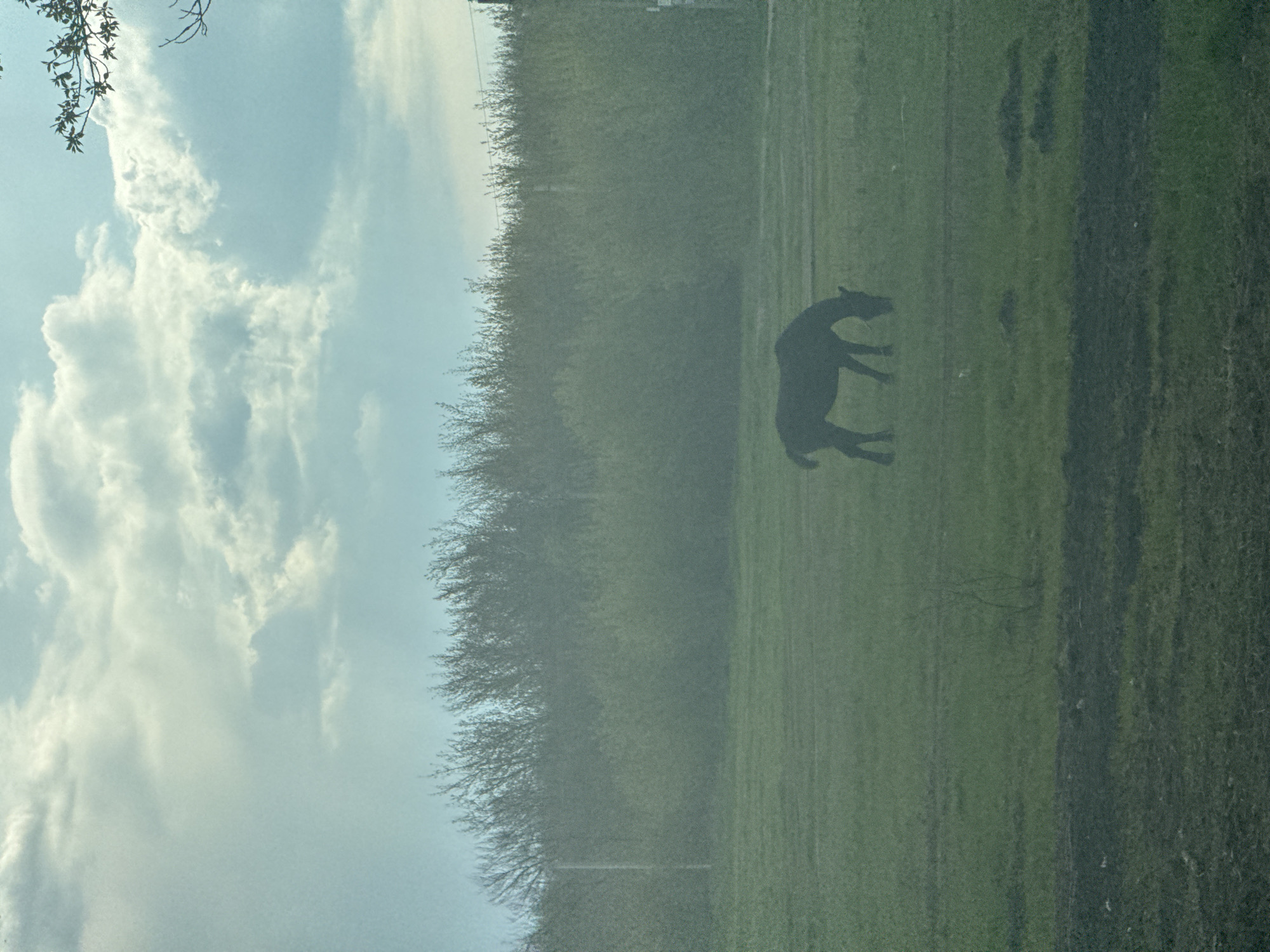 Horse stands alone in Russian countryside field