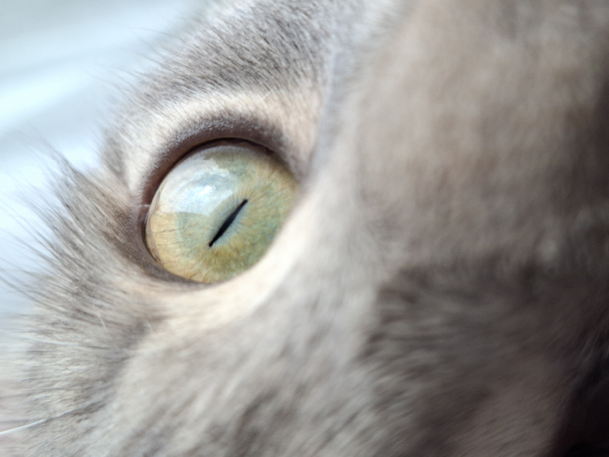 Gray tabby cat photographed extensively in Novi Sad
