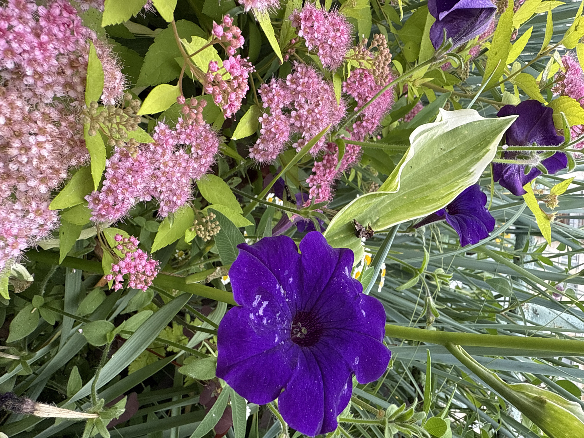 A quiet summer morning in Chaikovsky — gardens, cafés, streets