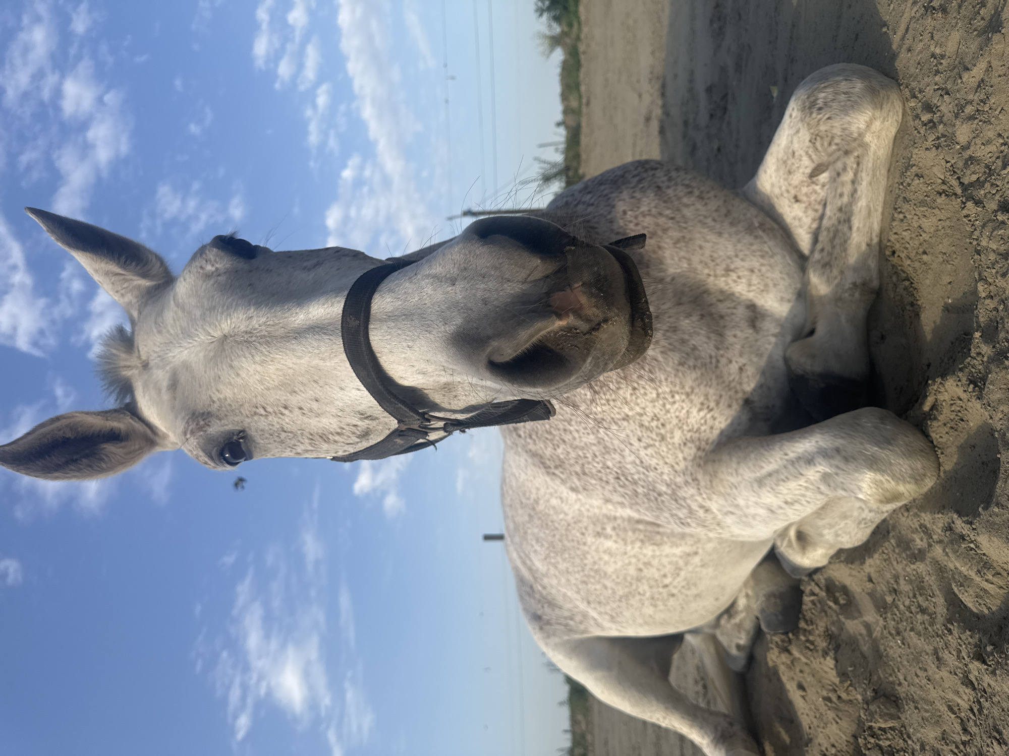 Horse rolls and rests in Belgian riding arena