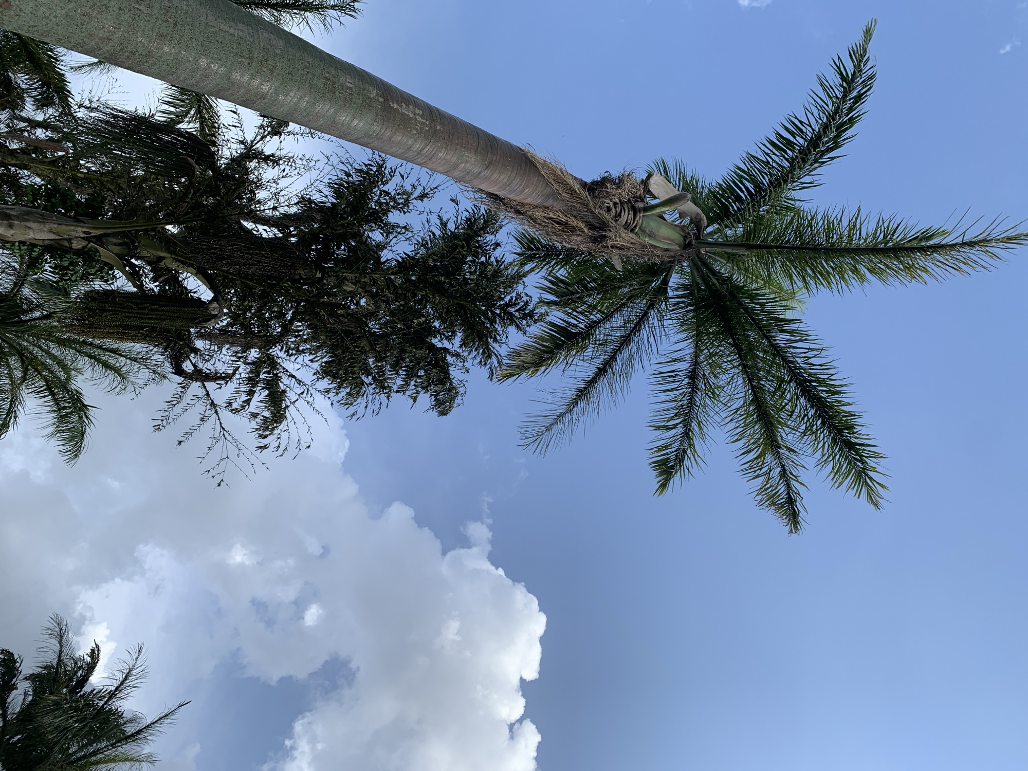 Palm trees and grounds of a Bukuru compound on a sunny afternoon