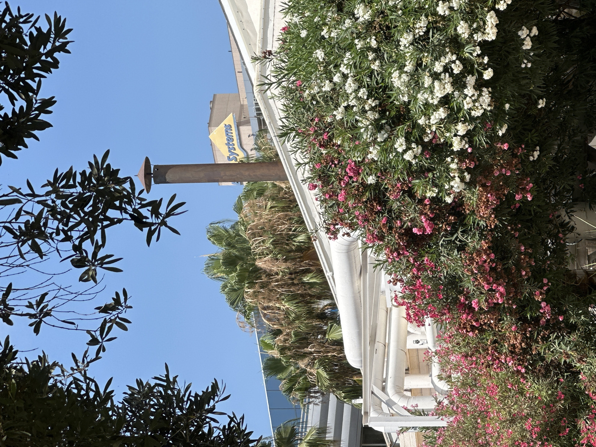 Olive trees and flowering gardens at a Haifa public space