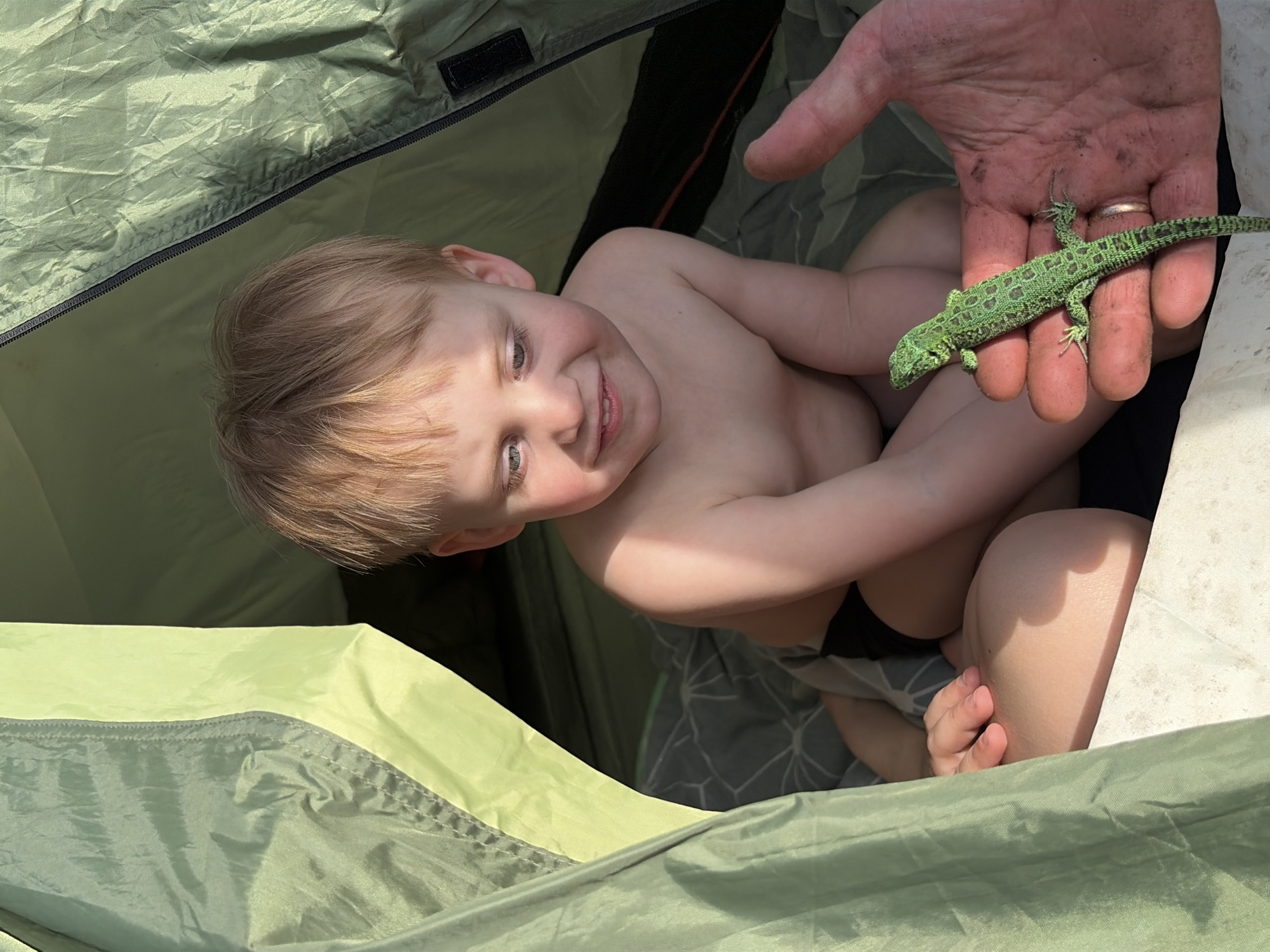 Lakeside camping and wildlife encounters documented in Zabegaevo, Russia
