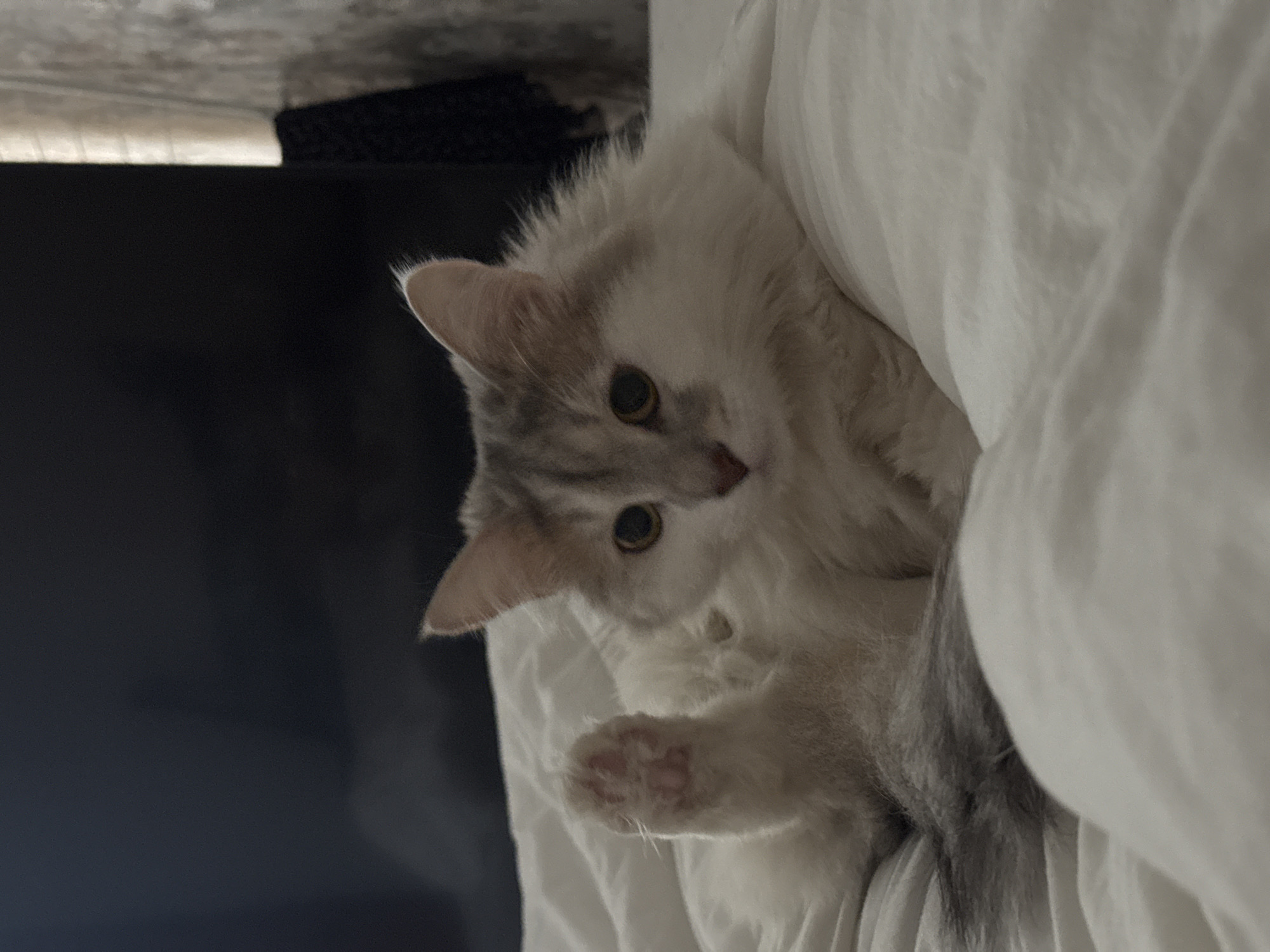 Cat rests on bed in Nizhny Novgorod home