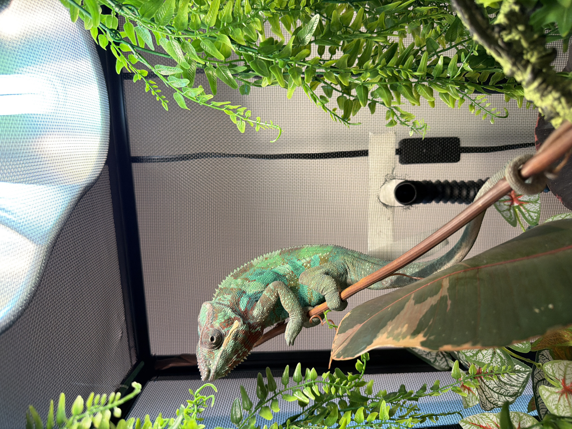Chameleon observed in artificial enclosure in Los Angeles