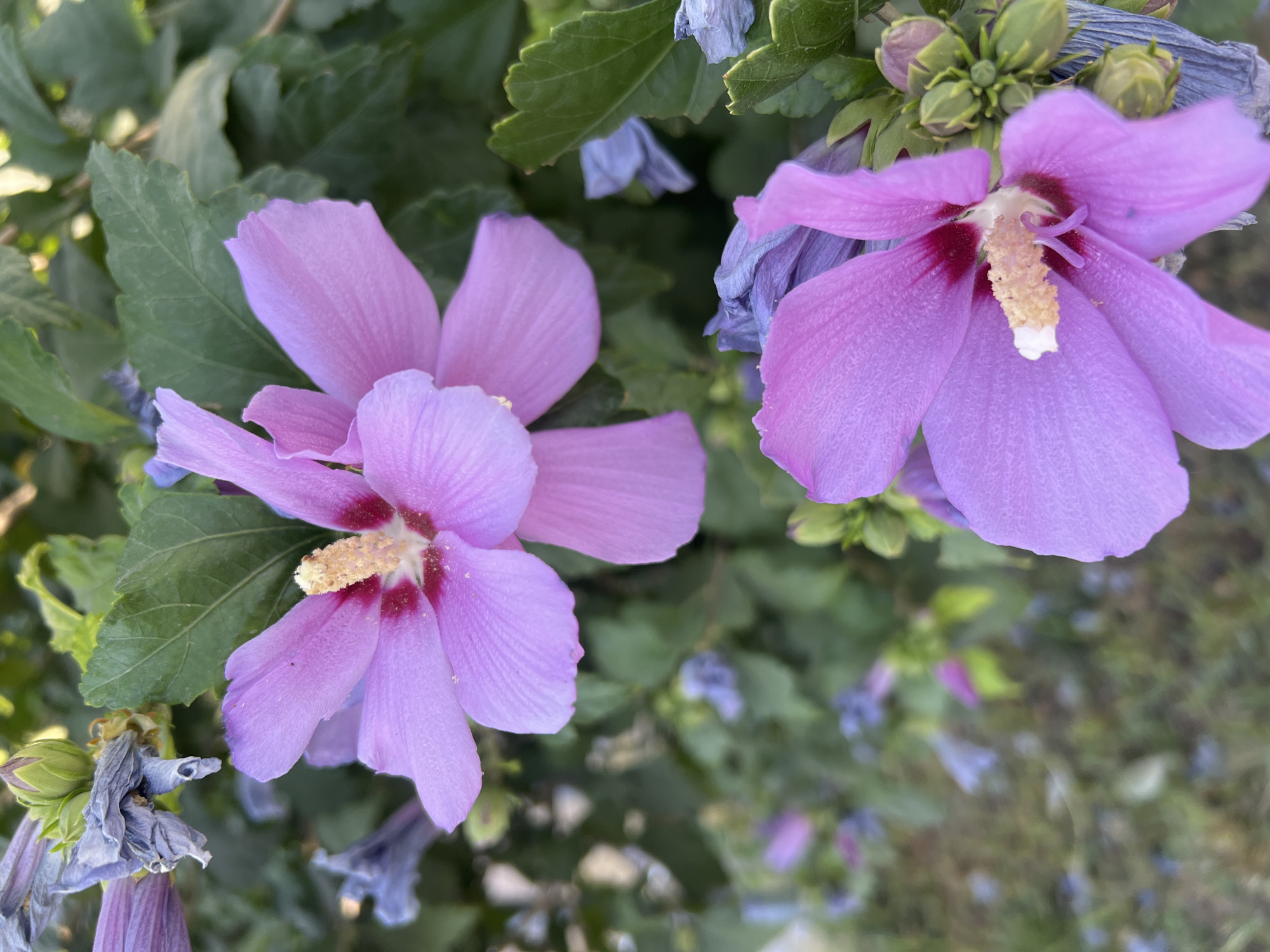 Urban park stroll with flowers, trees, and grand architecture